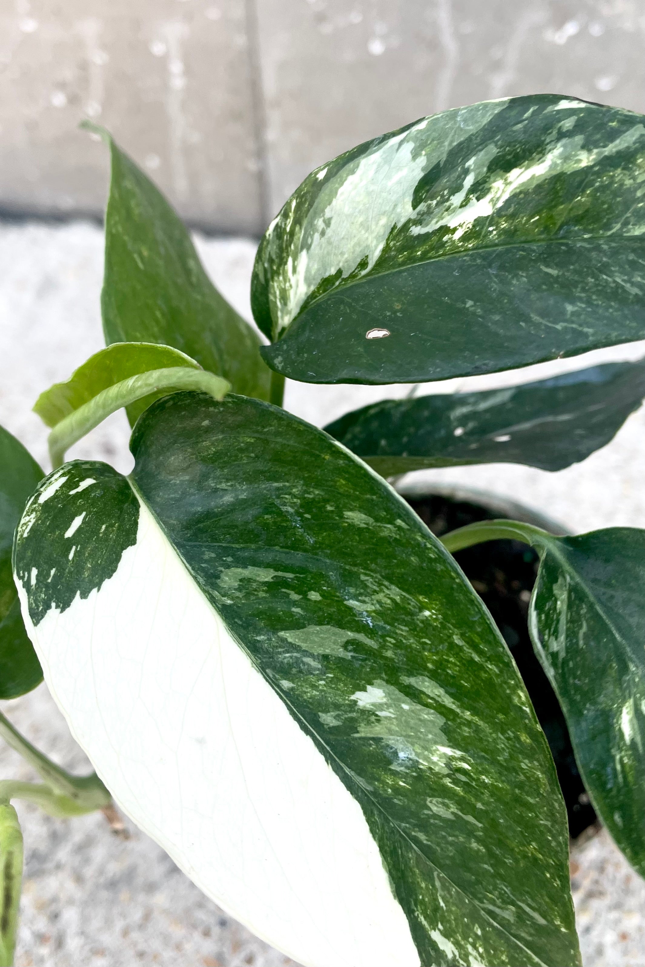 A detailed view of Epipremnum pinnatum 'Albo' 4" against concrete backdrop