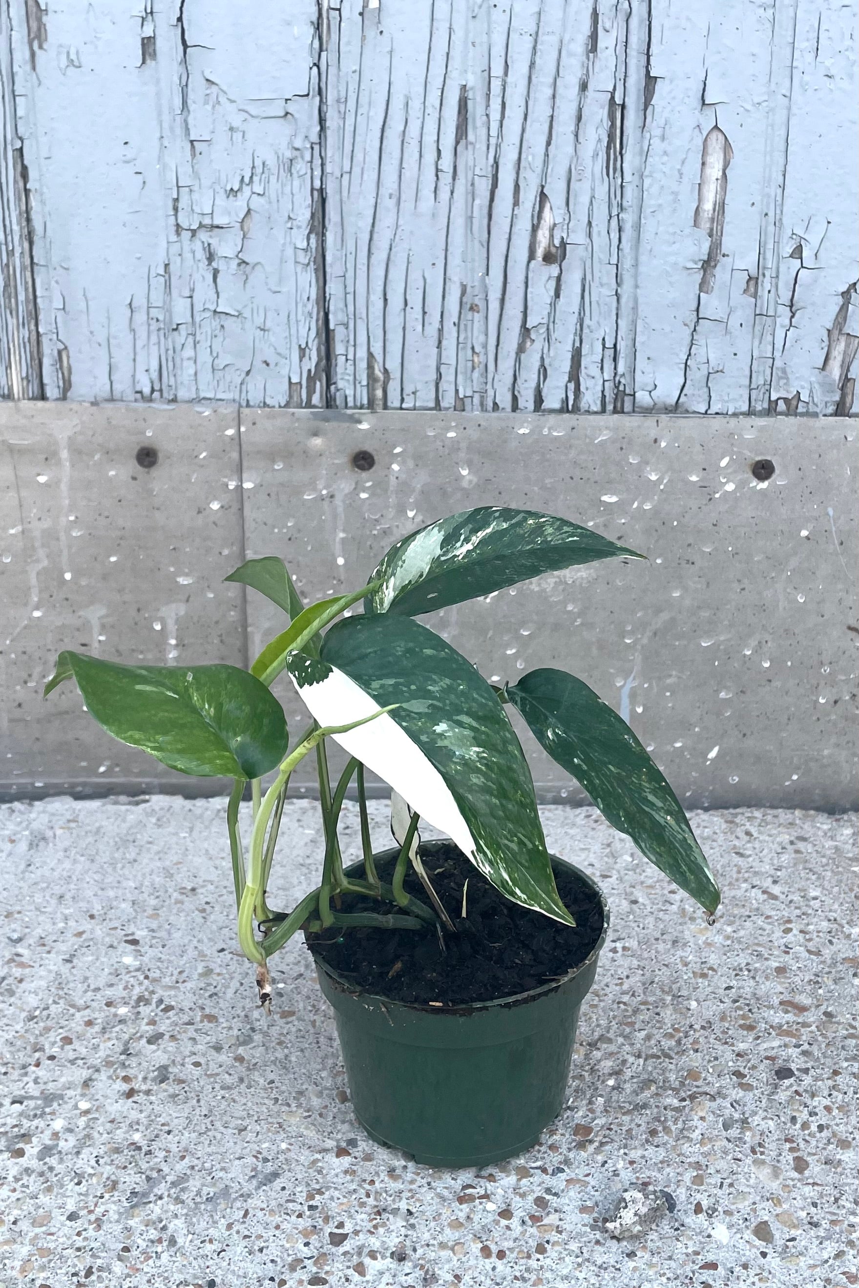 A full view of Epipremnum pinnatum 'Albo' 4" in grow pot against wooden backdrop