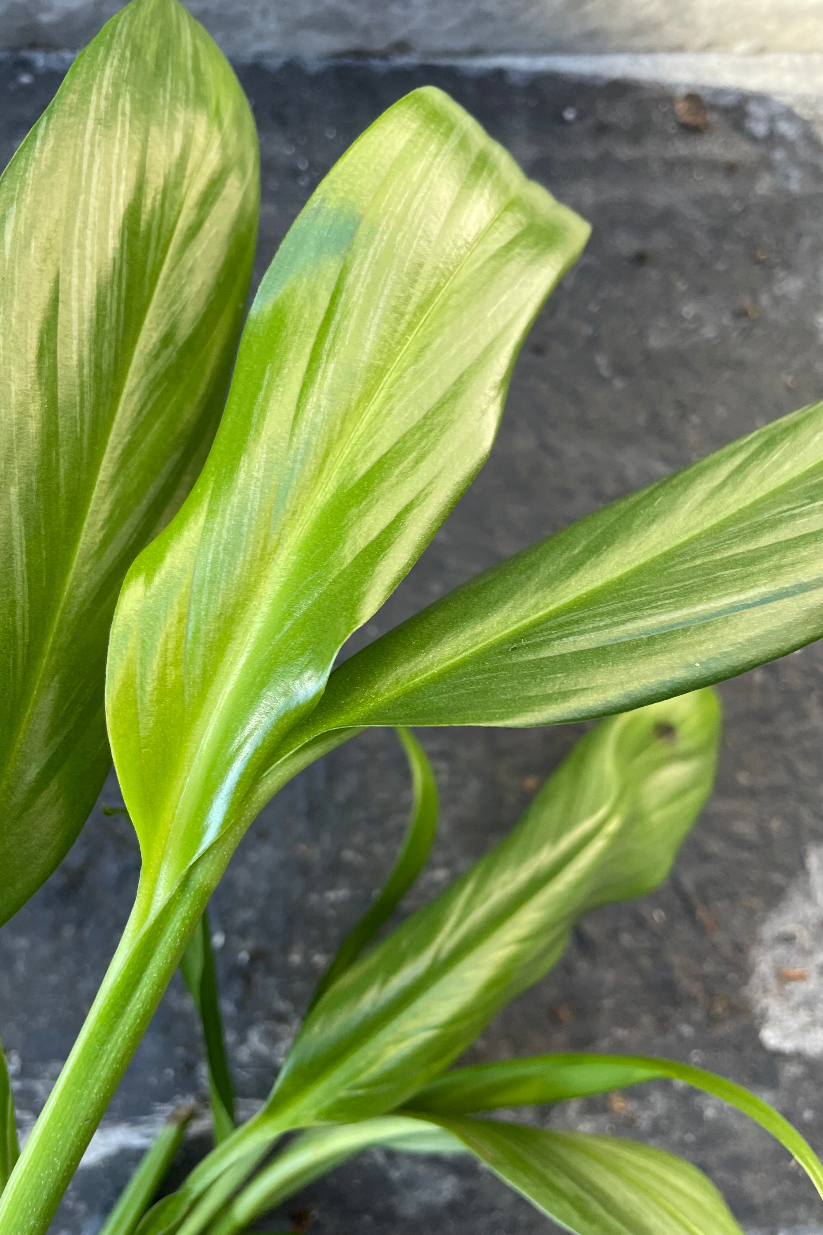 Close up of Epipremnum amplyssum leaves