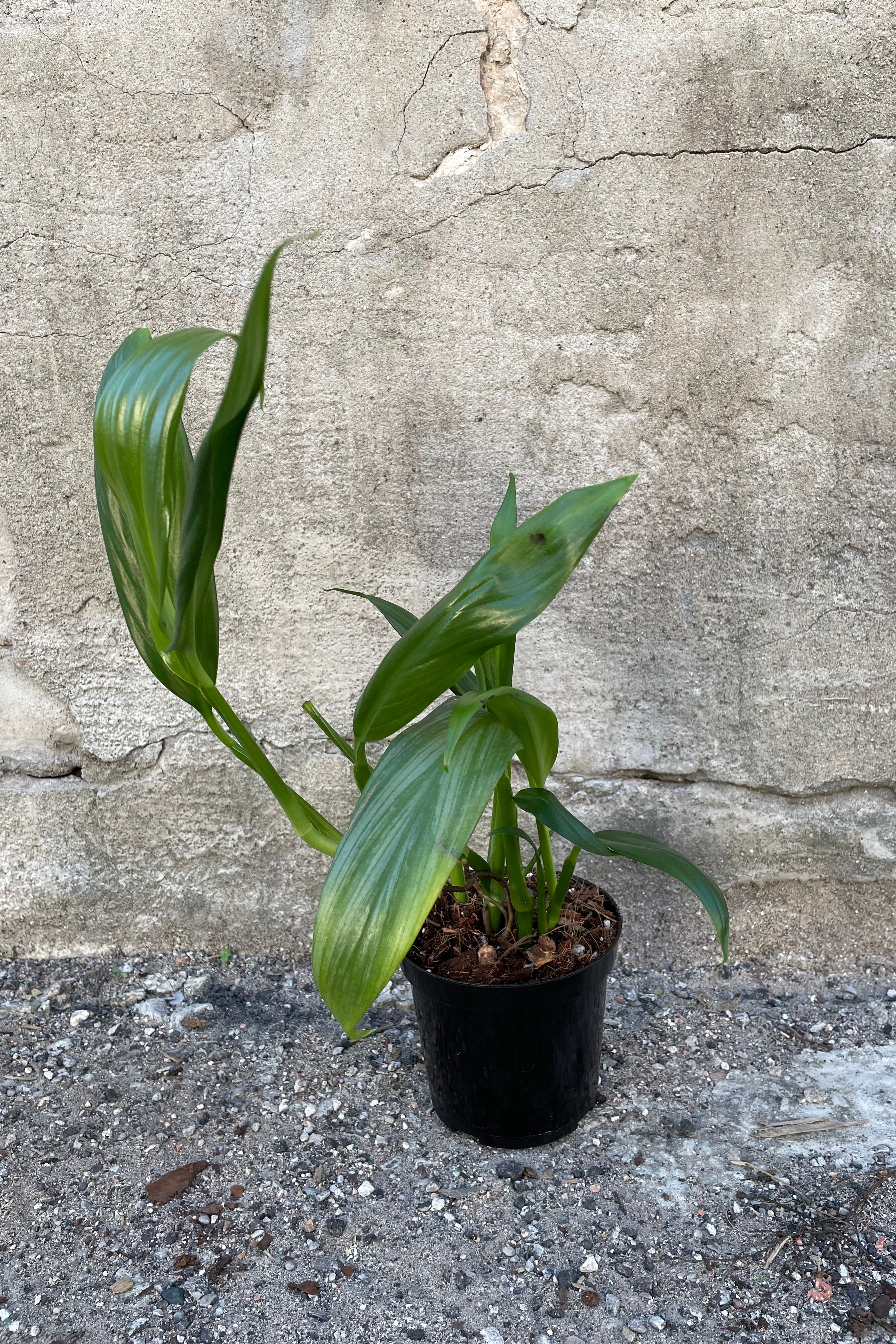 Epipremnum amplyssum in grow pot in front of concrete background