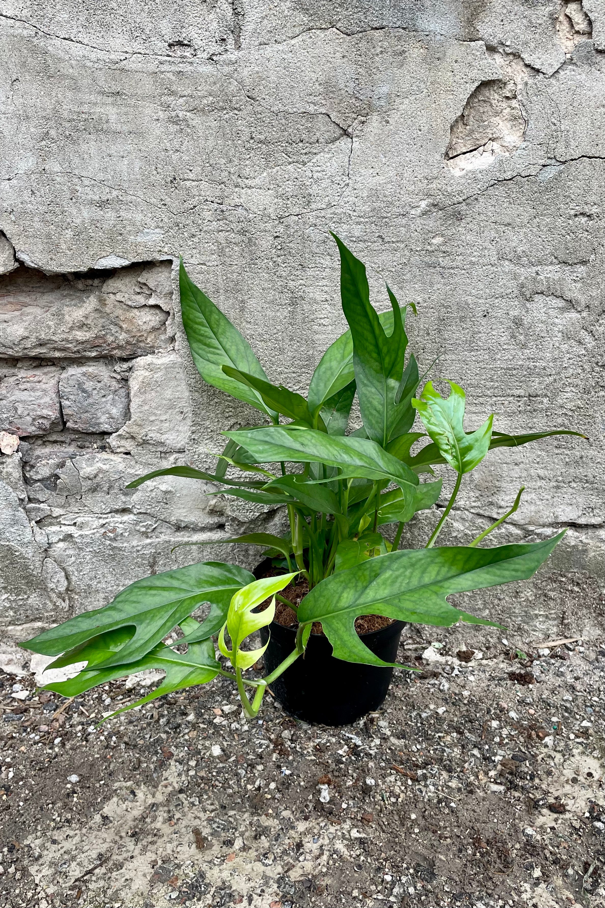 Epipremnum pinnatum 'Baltic Blue' with a 6" black growers pot against a grey wall