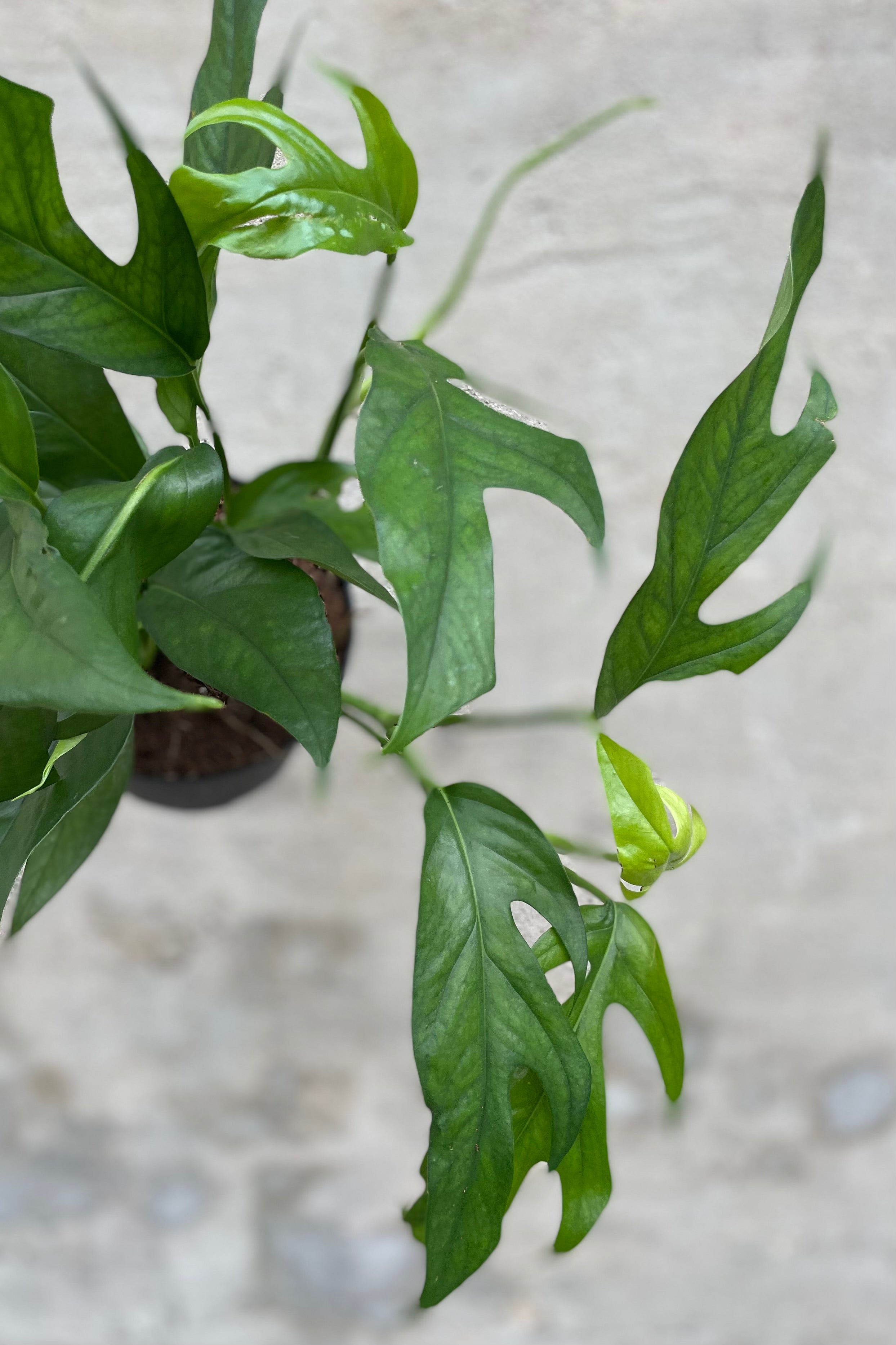 Detail of Epipremnum pinnatum 'Baltic Blue' 6" against a grey wall