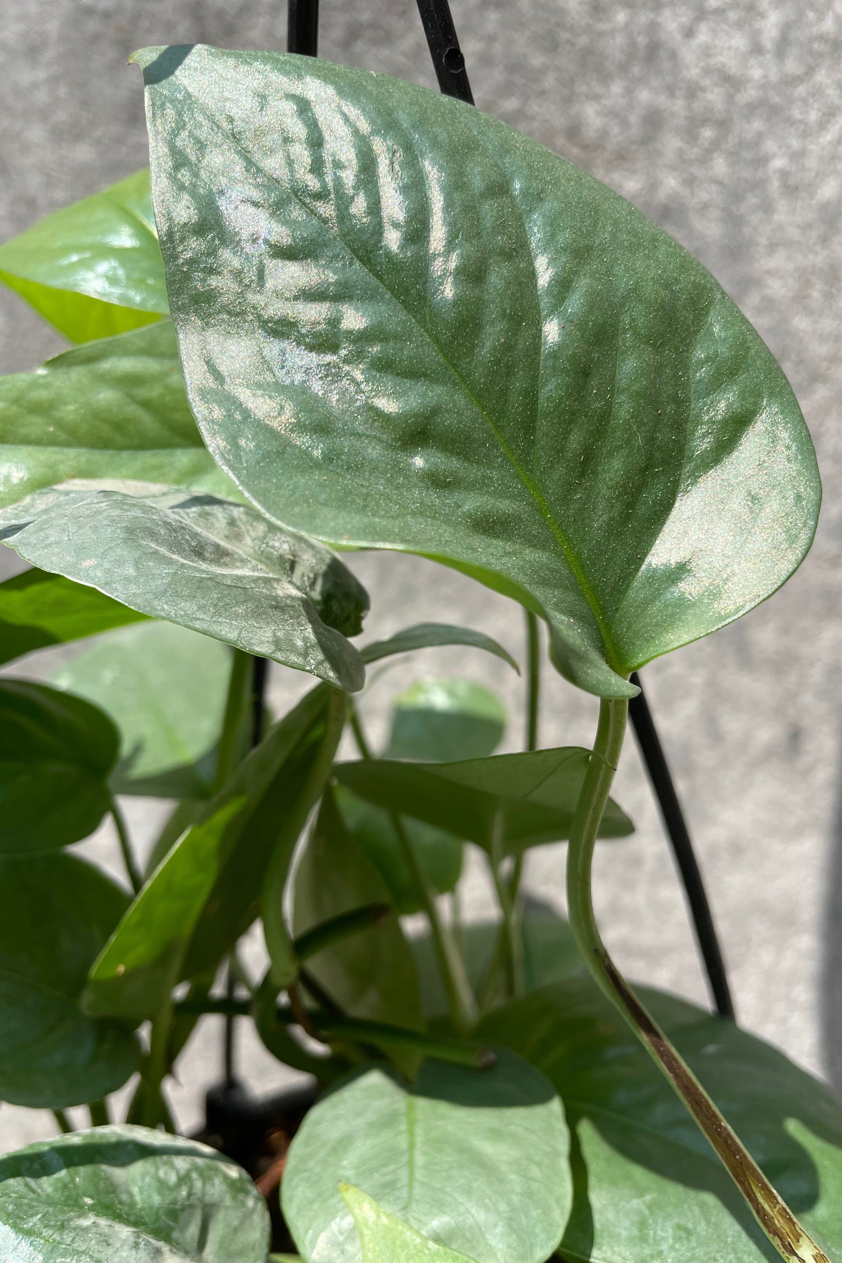 Detail photograph of the blue green leaves of the Epipremnum pinnatum plant. 