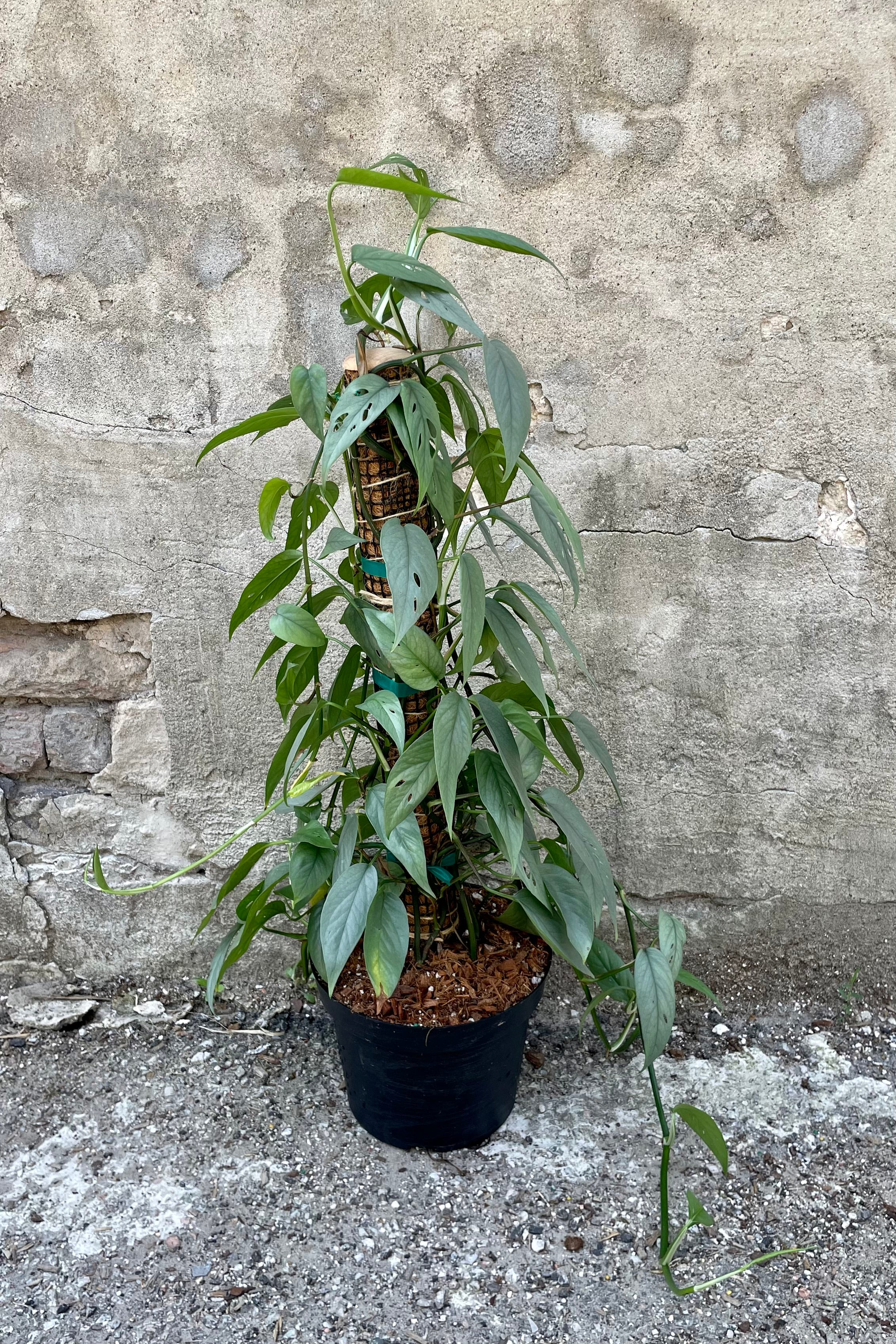 Close photo of silvery blue leaves of Epipremnum 