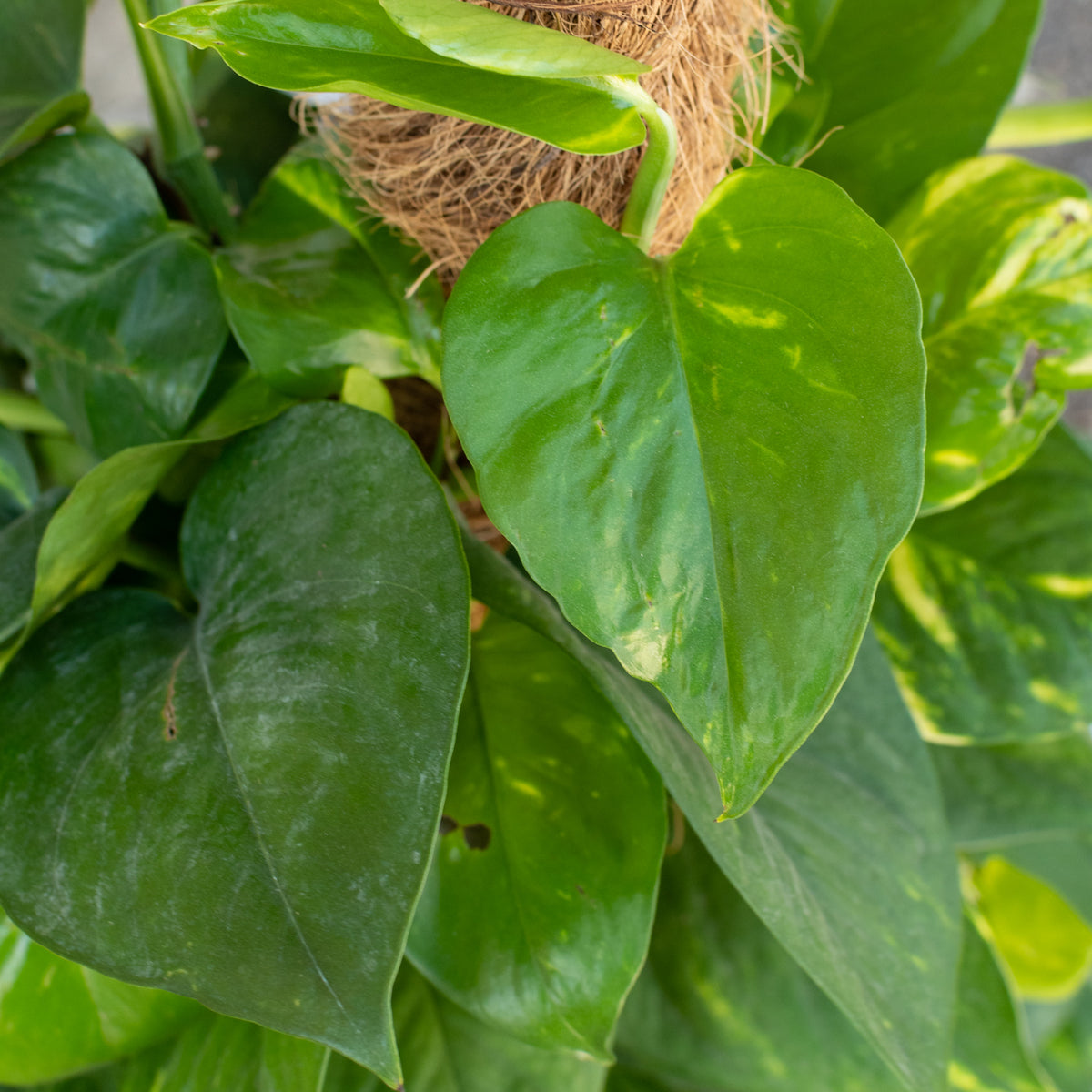 Epipremnum aureum 'Golden' totem 10"at SPROUT HOME