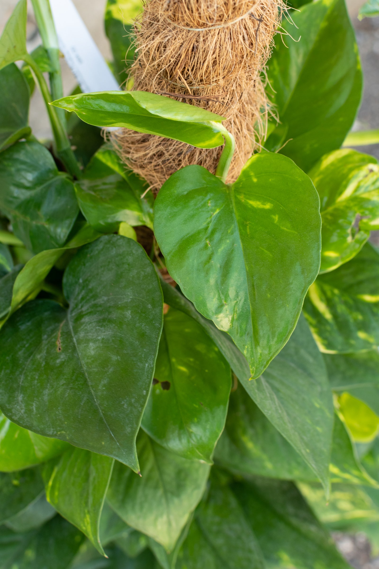 Close up of Epipremnum Golden Pothos totem leaves