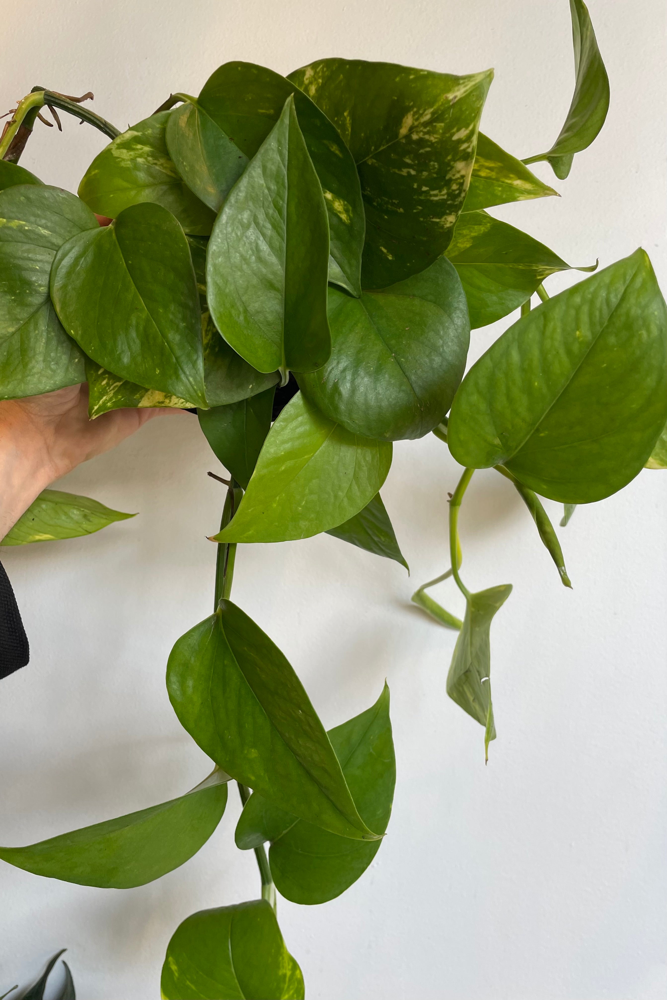 Photo of trailing Epipremnum 'Hawaiian' leaves against white wall