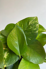 Detail of flat green leaves with golden splashes against white wall