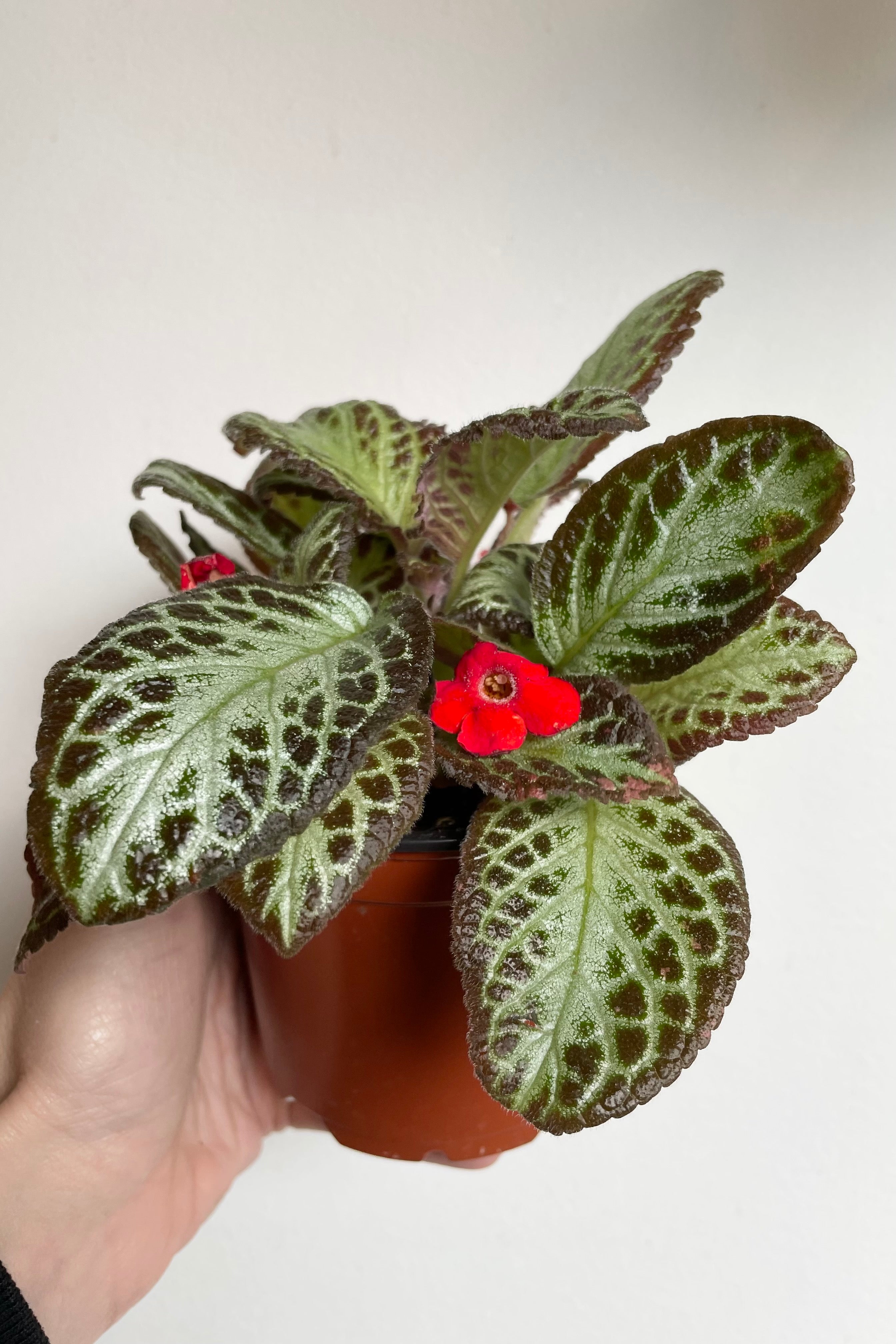 A dark leaf Episcia plant with a red bloom in a 4" growers pot.