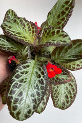 A dark leaf Episcia plant with a red bloom in a 4" growers pot.