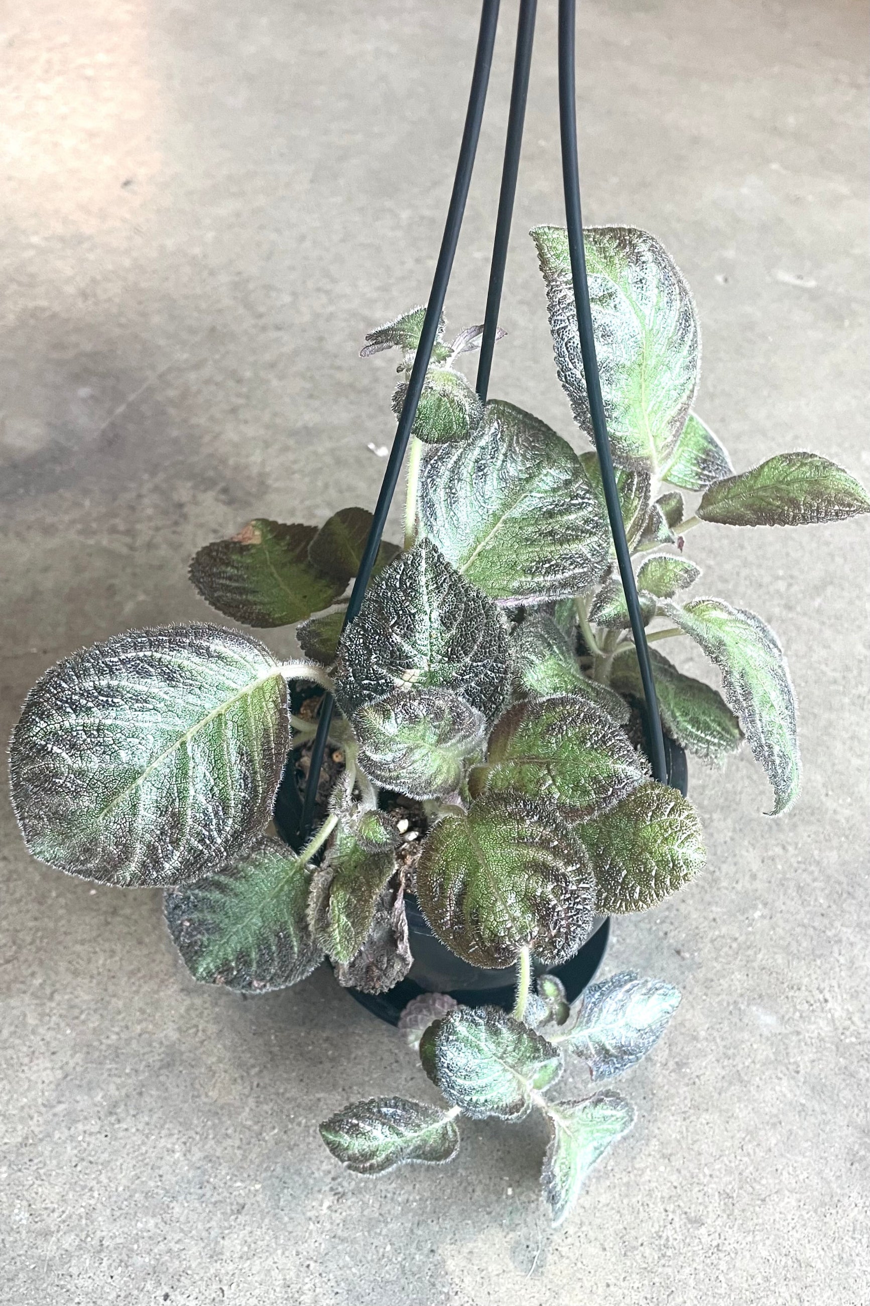 A full view of Episcia 4" hanging basket against concrete backdrop ©Sprout Home