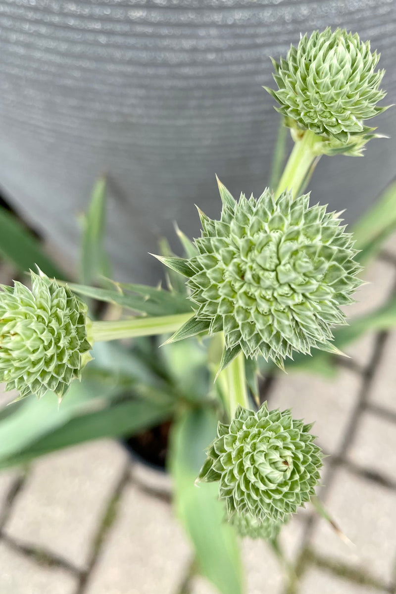 The whitish green math like floral balls of the Eryngium yuccifolium mid July at Sprout Home.