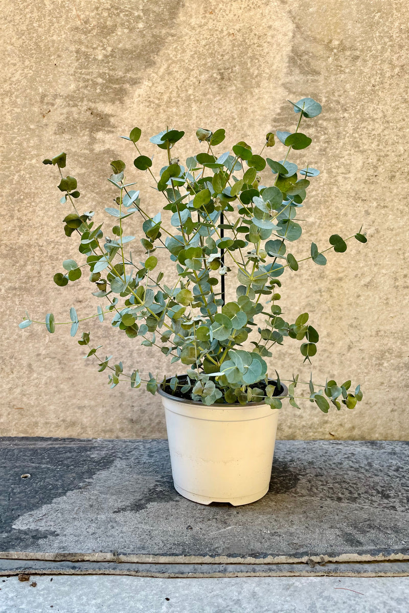 The Eucalyptus gunnii sits pretty in its white, 5 inch growers pot against a grey backdrop.