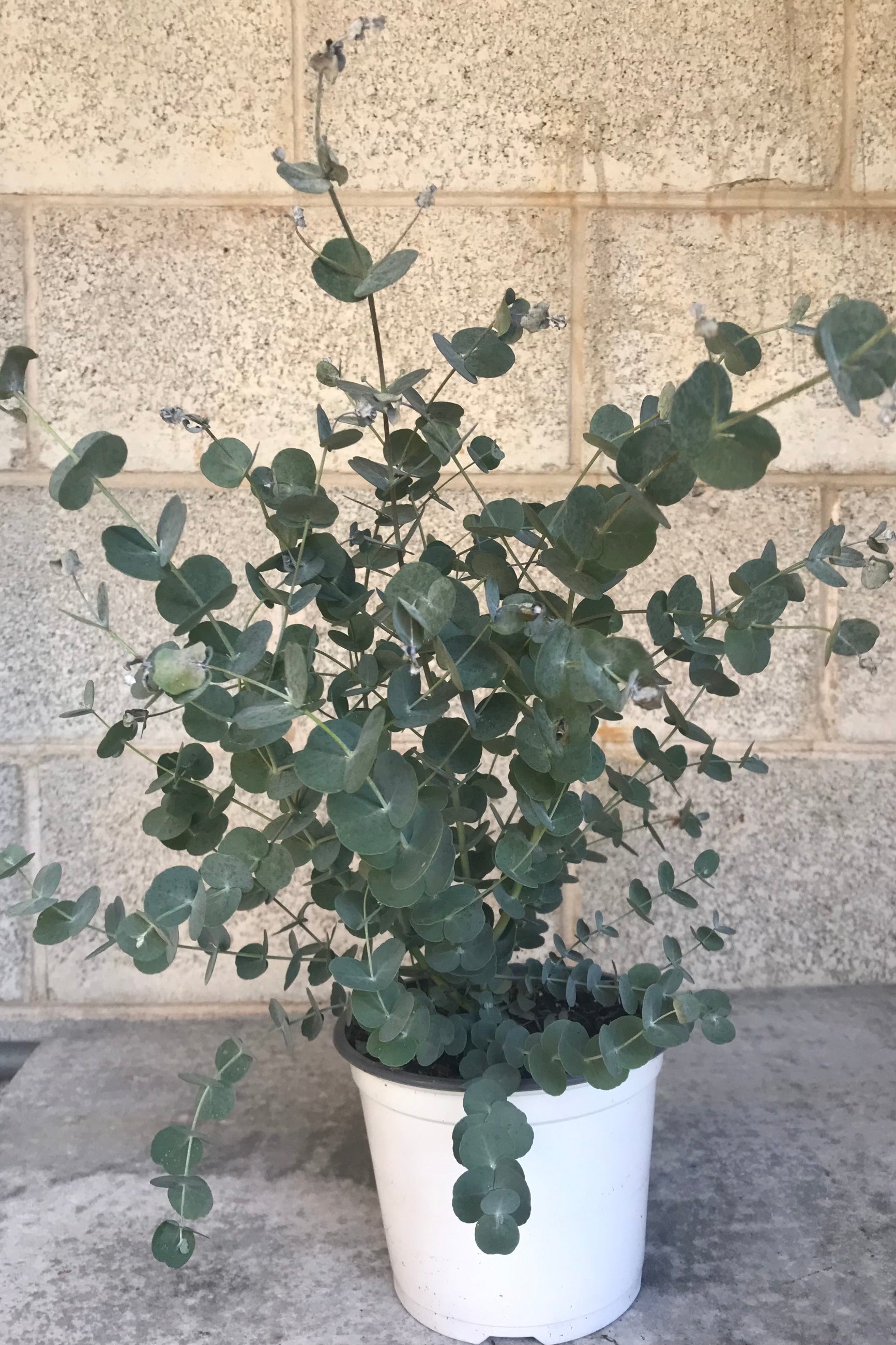Eucalyptus gunnii 6