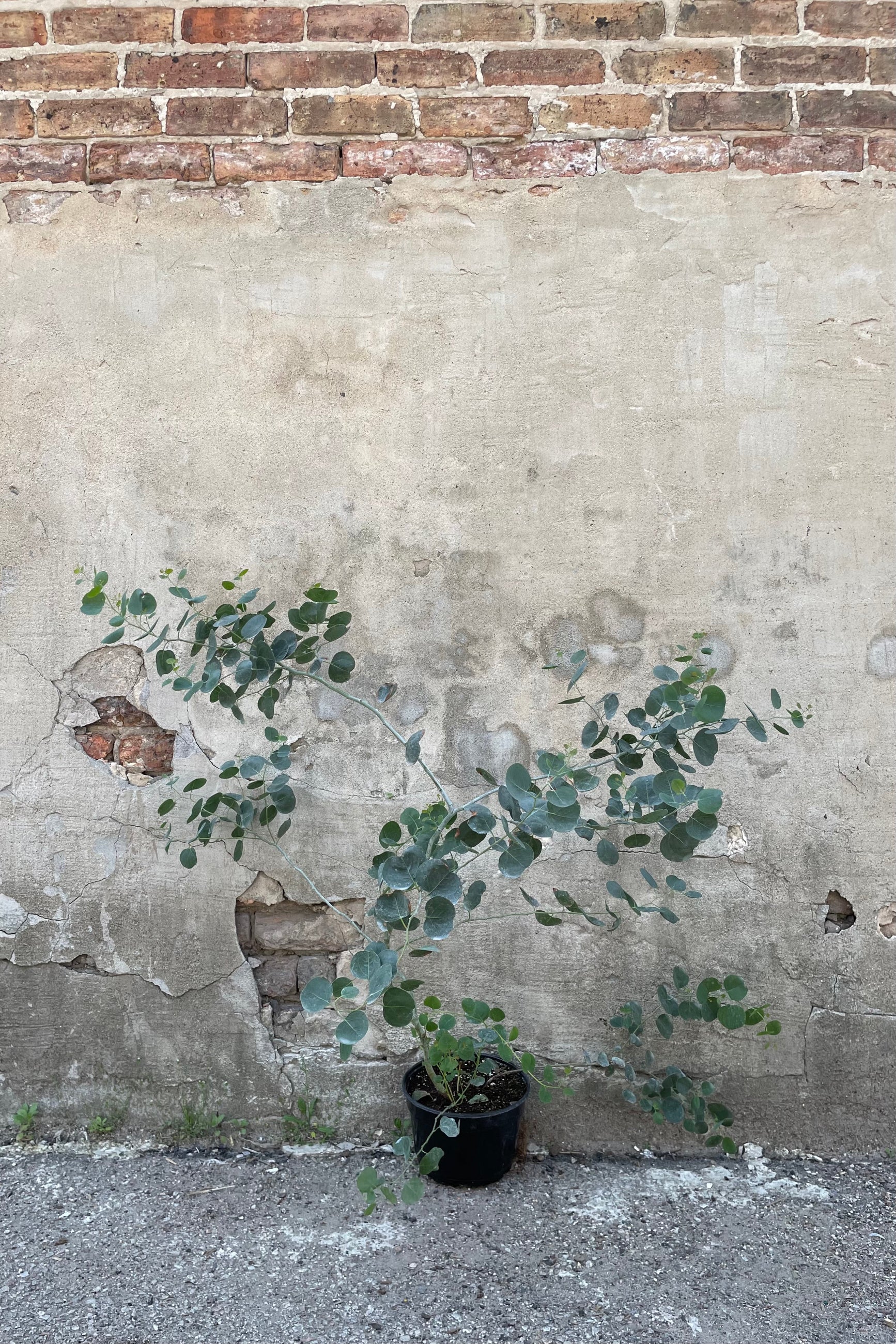 Eucalyptus 8" black growers pot with round leaves against a grey wall ©Sprout Home
