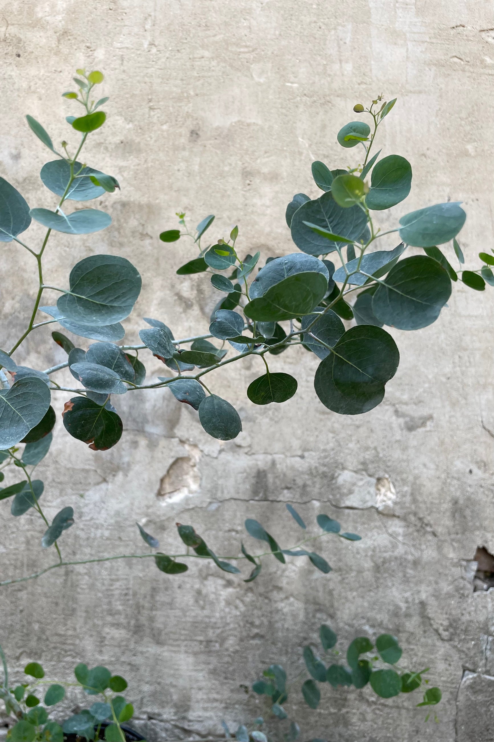 detail of the Eucalyptus 8" round leaves against a grey wall ©Sprout Home