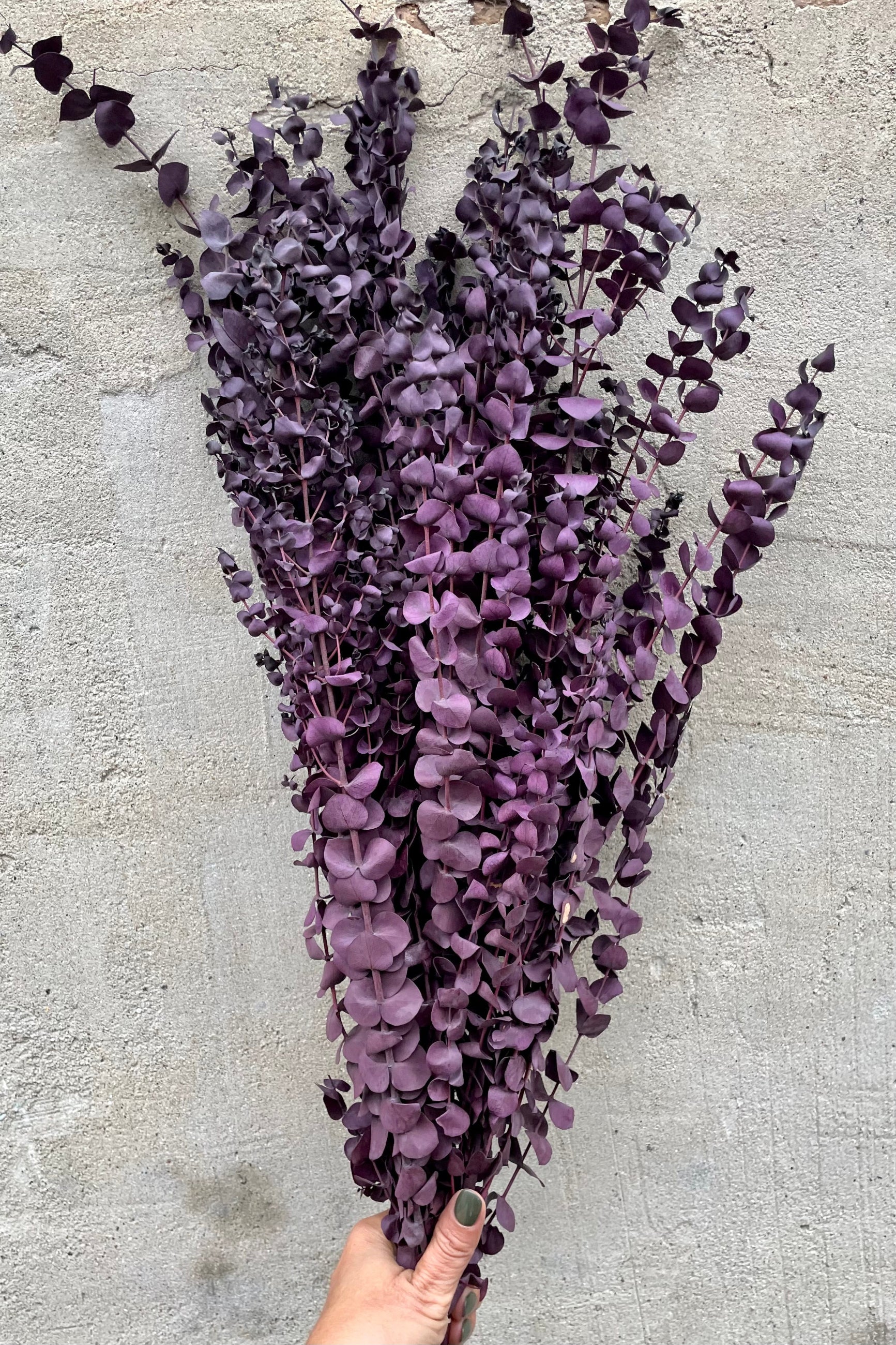 Plum colored preserved Eucalyptus bunch against a grey wall.  ©Sprout Home