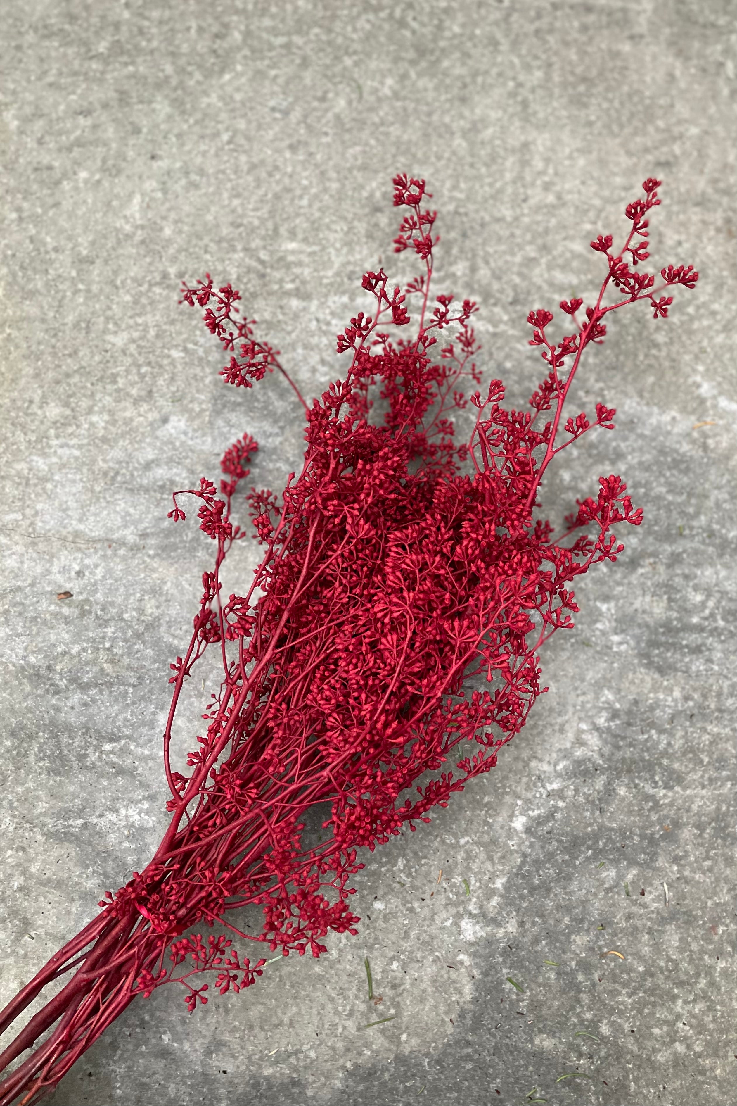 dyed red seeded naked Eucalyptus branches bunch.
