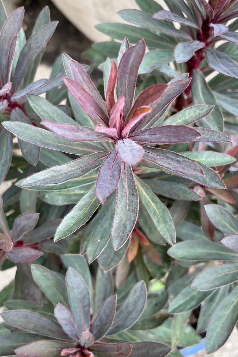 up close picture of there dark green to burgundy leaves of the Euphorbia 'Blackbird' mid July at Sprout Home.