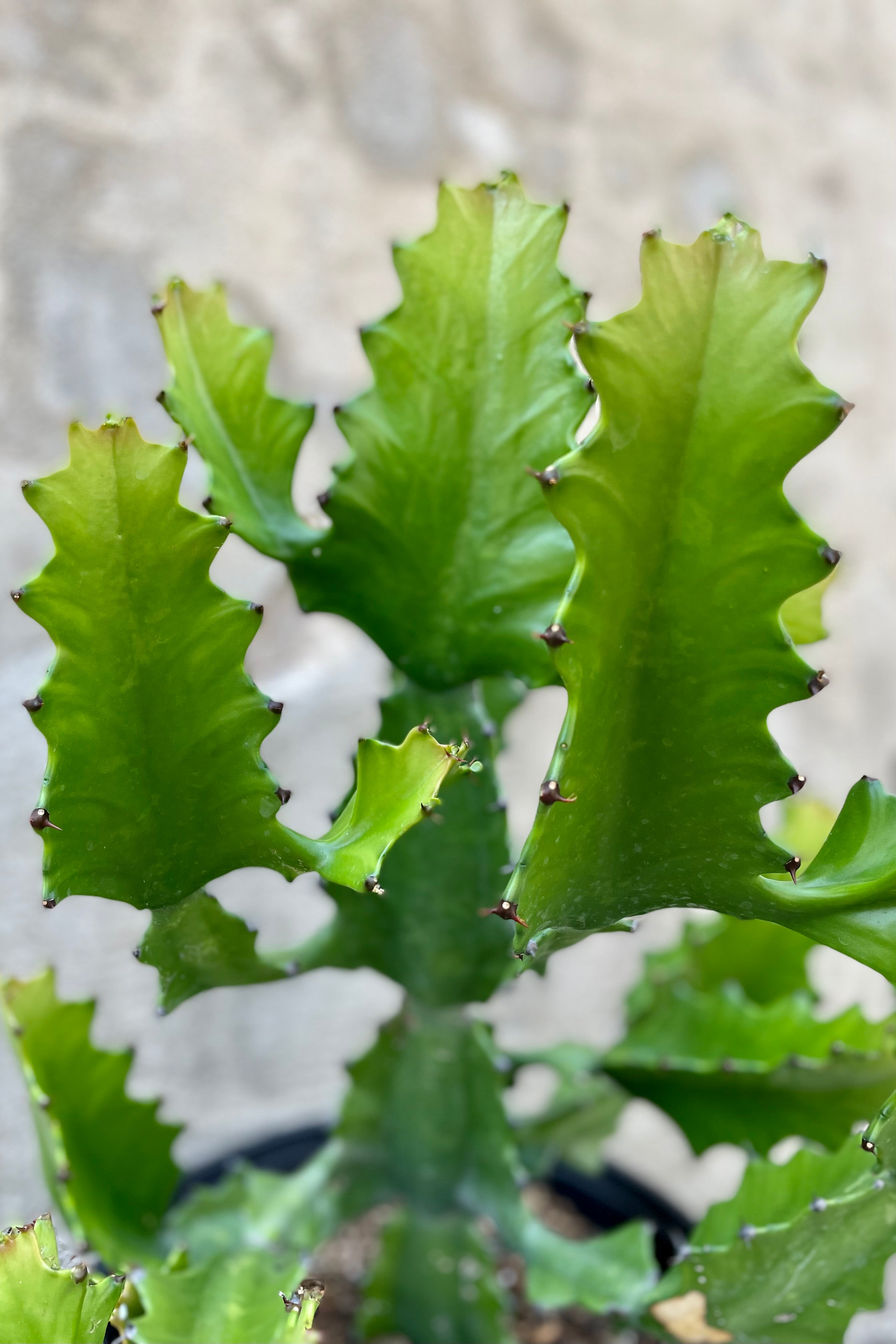 detail of the Euphorbia ingens 10" green cactus leaves with spines against a grey wall