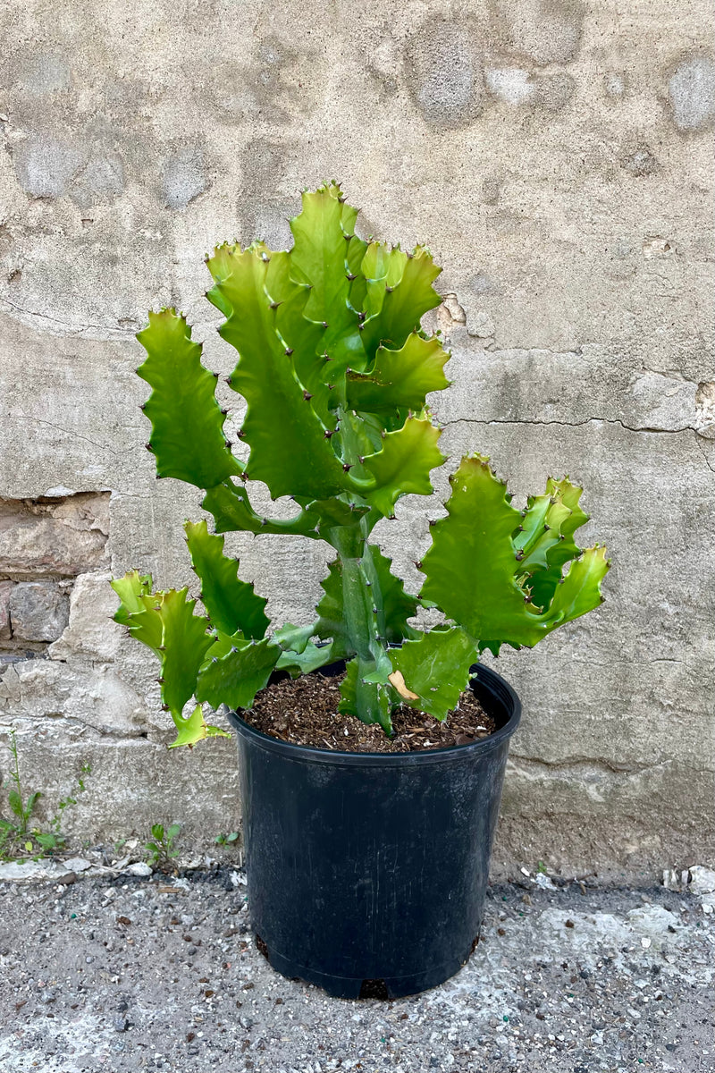 Euphorbia ingens 10"black growers pot  green cactus leaves with spines against a grey wall