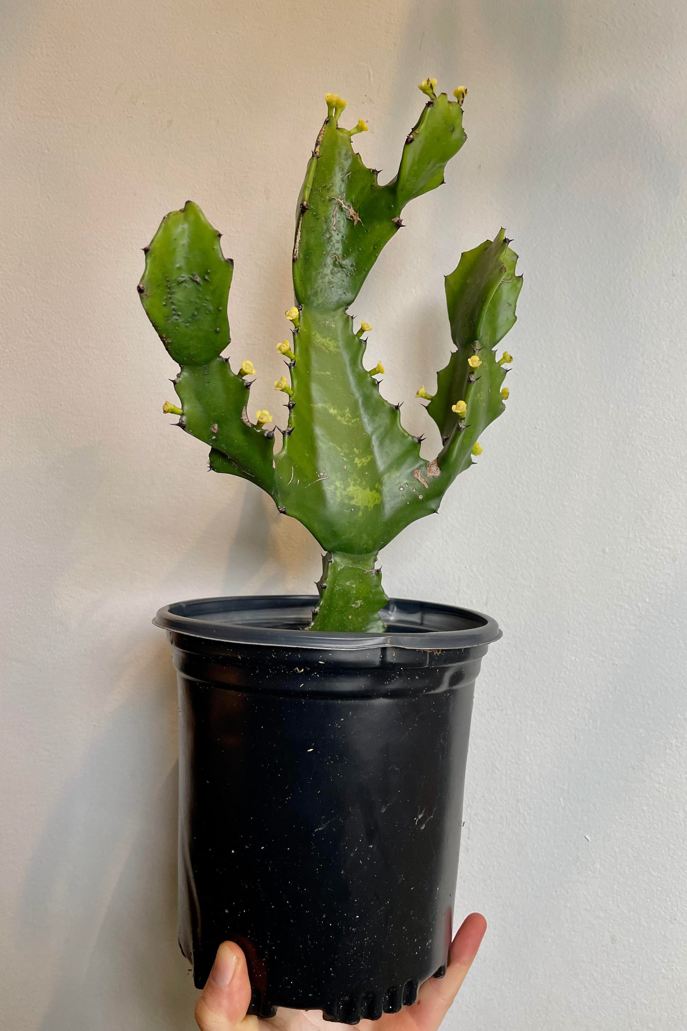 A hand holds the Euphorbia ingens 6" against a white backdrop.