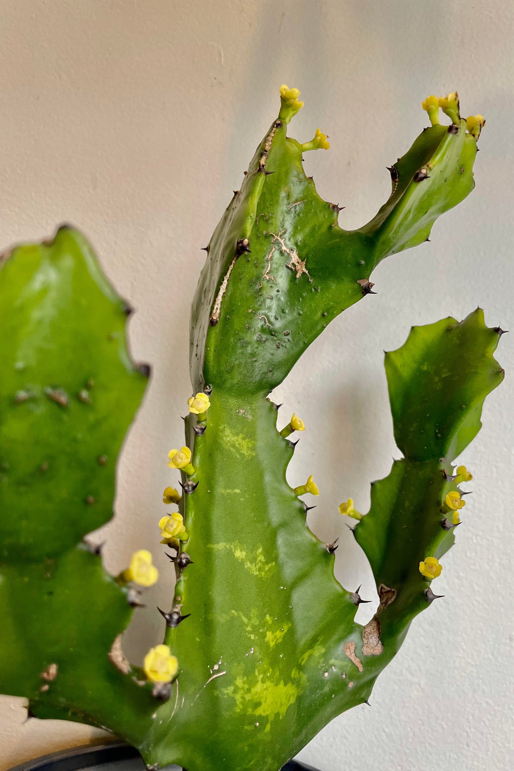 A detailed look at the Euphorbia ingens 6" ©Sprout Home