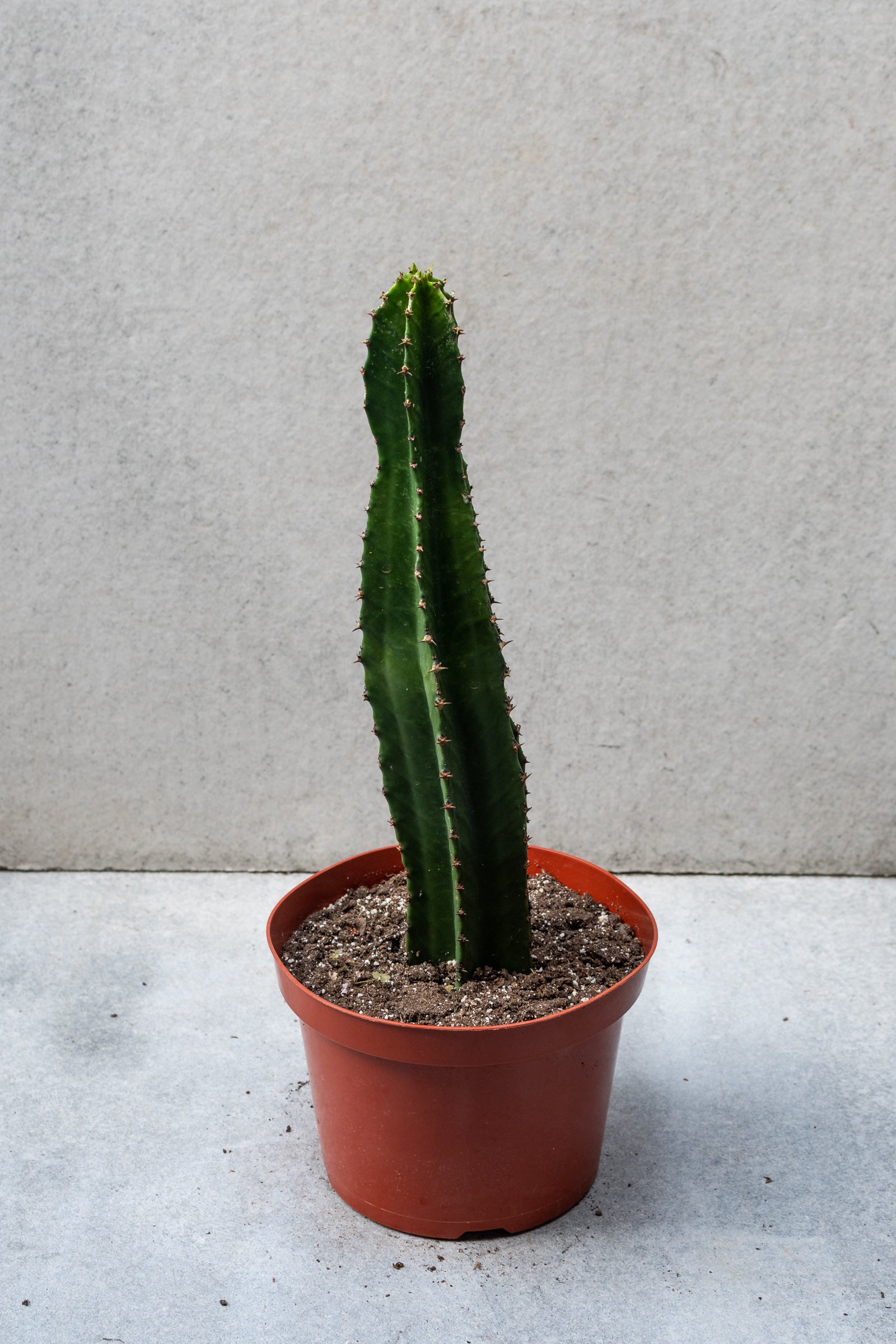 Euphorbia ingens plant in an 8 inch growers pot against a grey wall. 