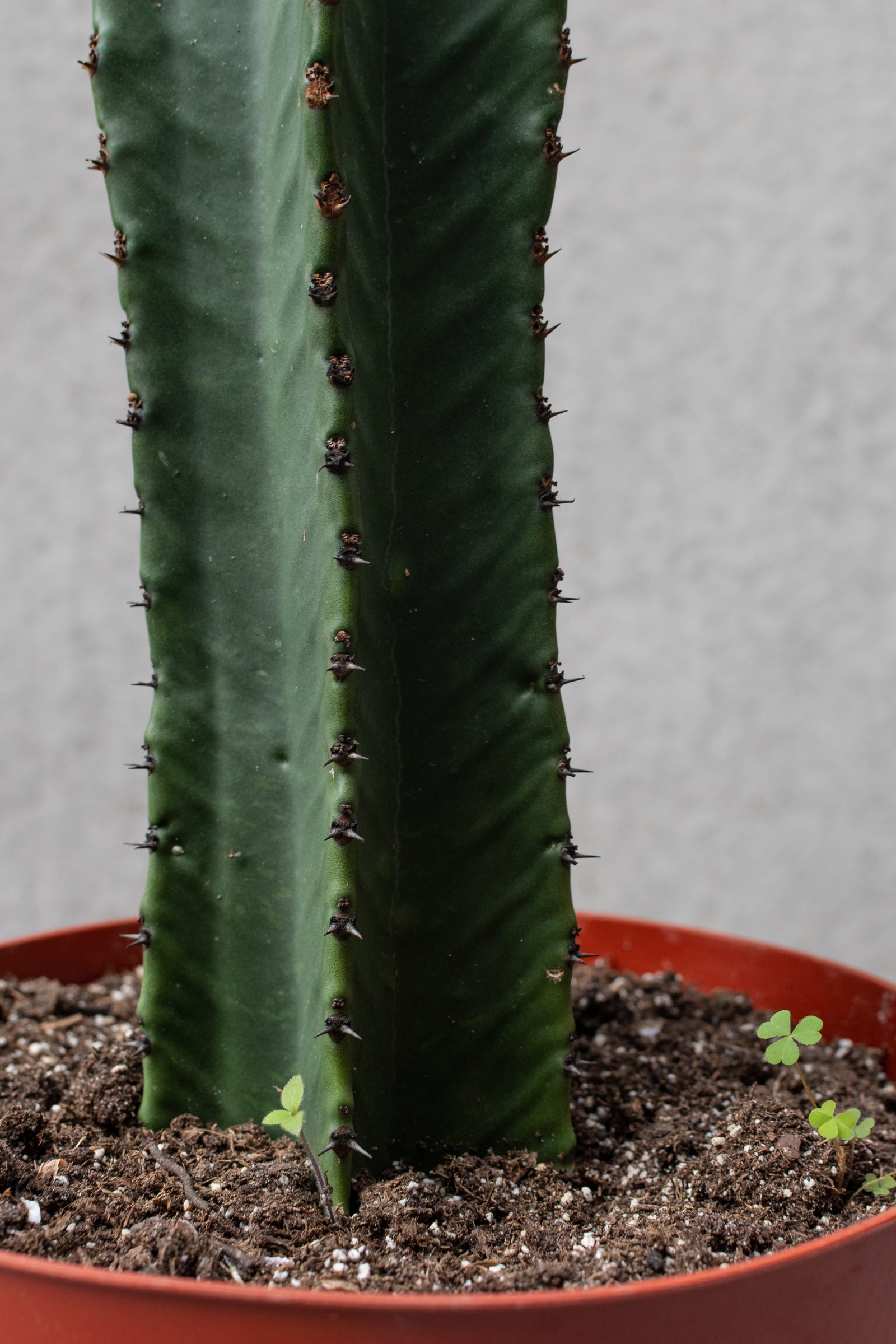 Detail shot of the stalk of the Euphorbia ingenues plant. 