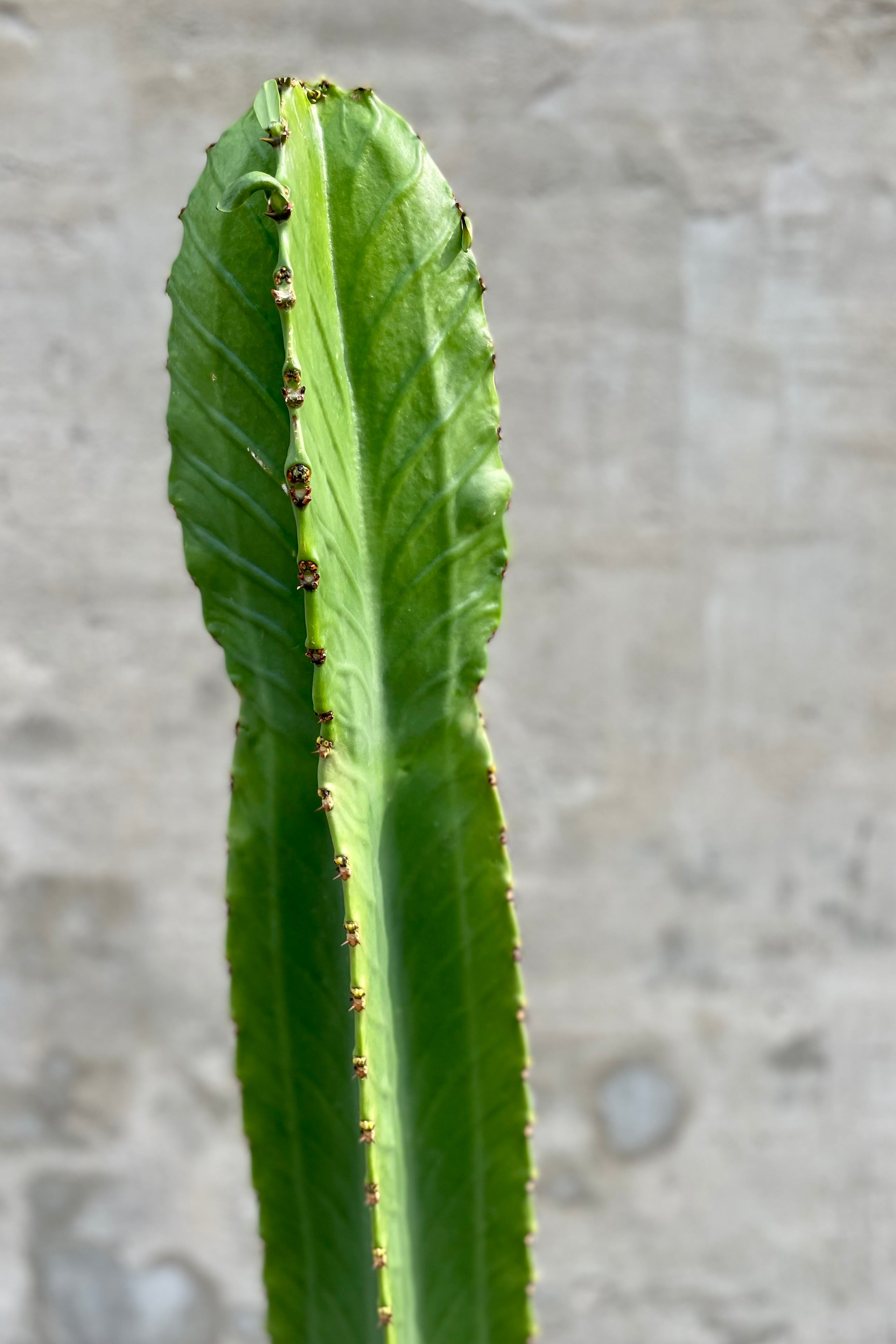 detail of Euphorbia lactea 12" against a grey wall