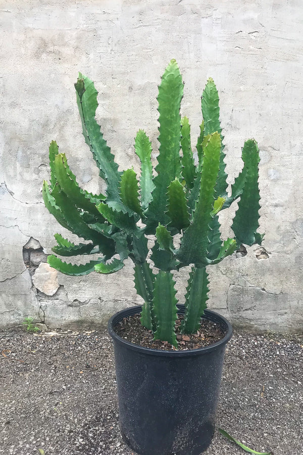 Euphorbia lactea in grow pot in front of concrete wall