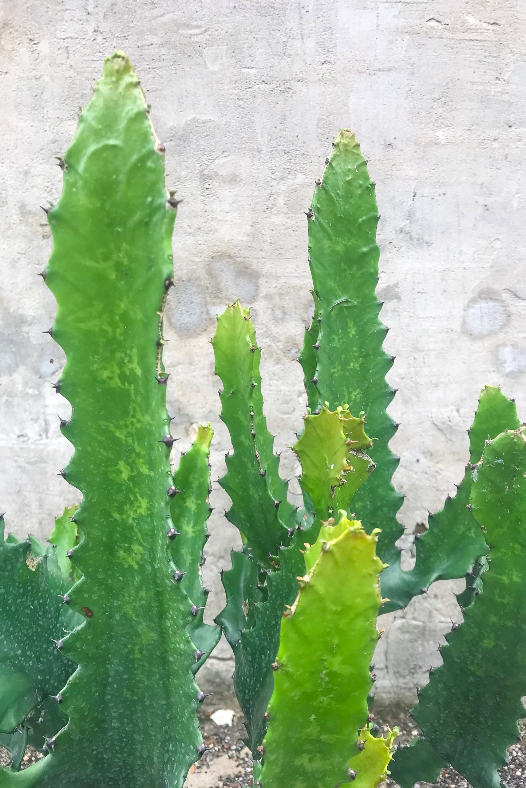Close up of Euphorbia lactea in front of concrete wall ©Sprout Home