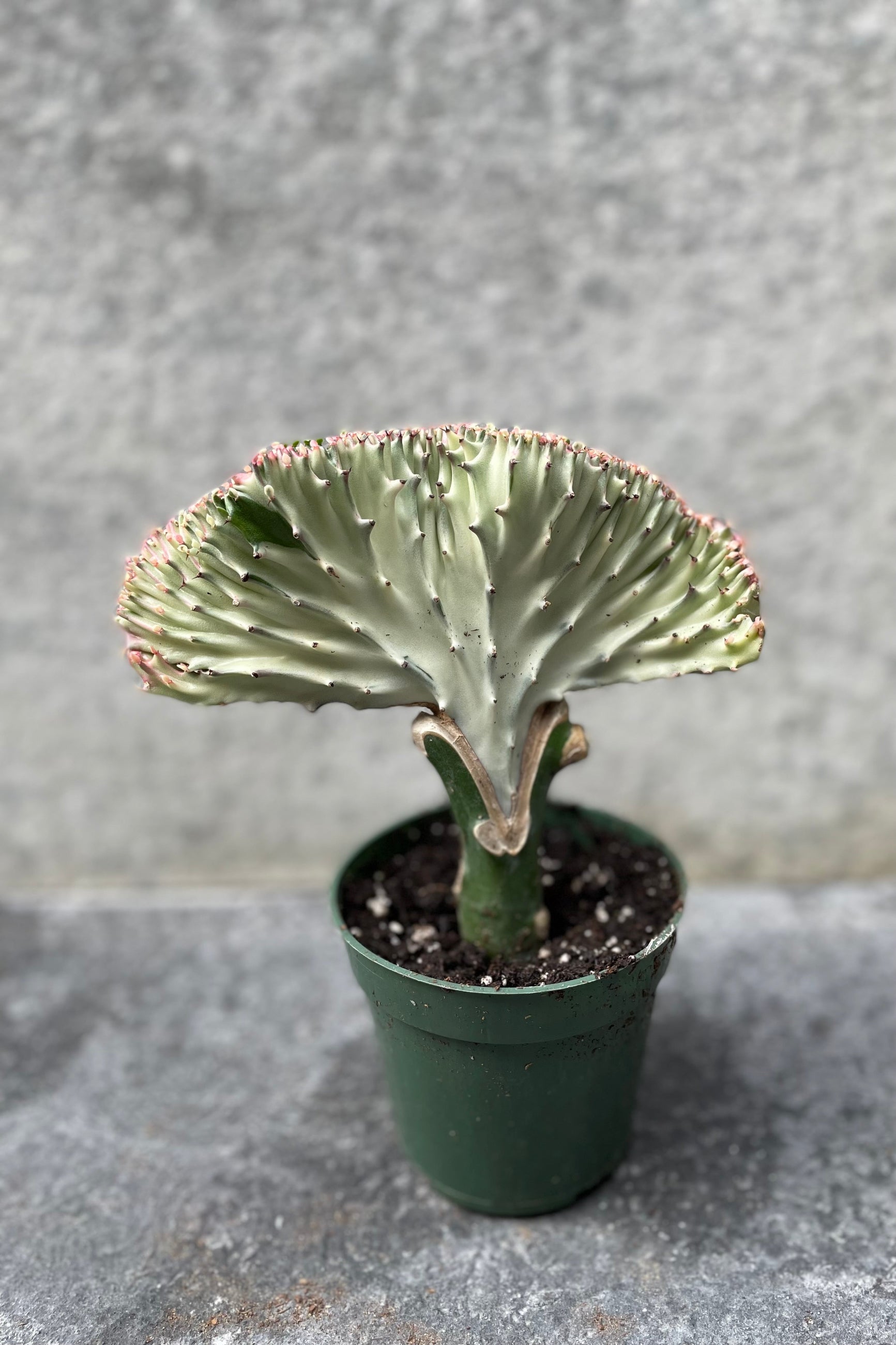 Euphorbia lactea, grafted crest in grow pot in front of grey background ©Sprout Home
