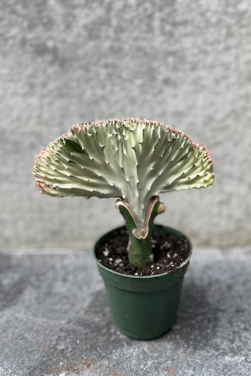 Euphorbia lactea, grafted crest in grow pot in front of grey background