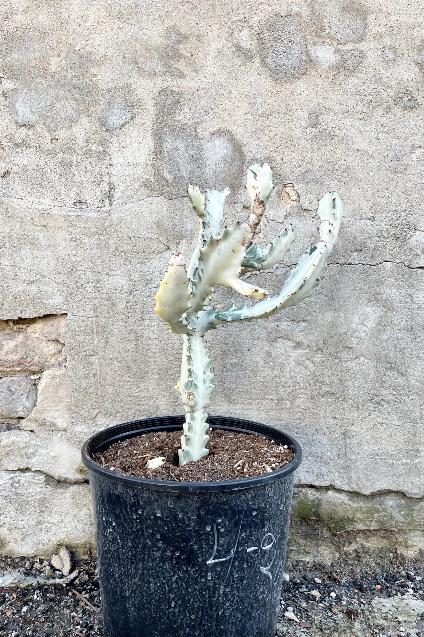 Euphorbia lactea variegata 