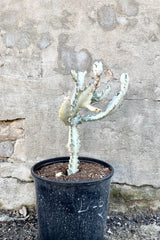 The Euphorbia lactea variegata "White Ghost" 10" sits against a brick, grey wall.