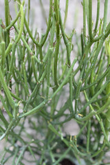 Close up of Euphorbia tirucalli "Pencil Cactus" branches