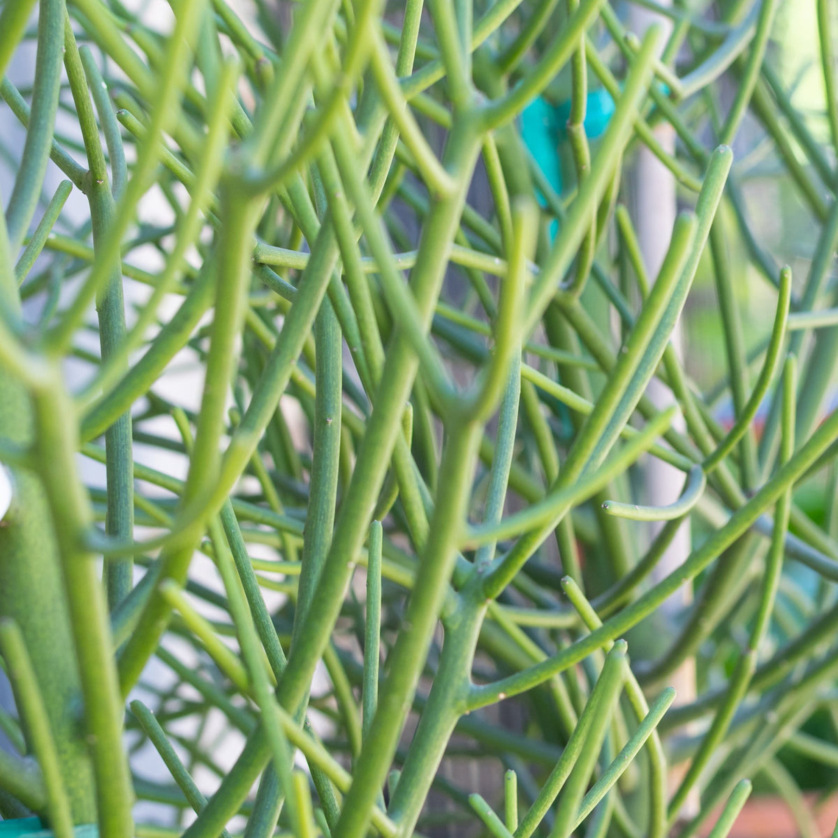 trailing pencil cactus Euphorbia tirucalli "Pencil Cactus" 17" at SPROUT HOME