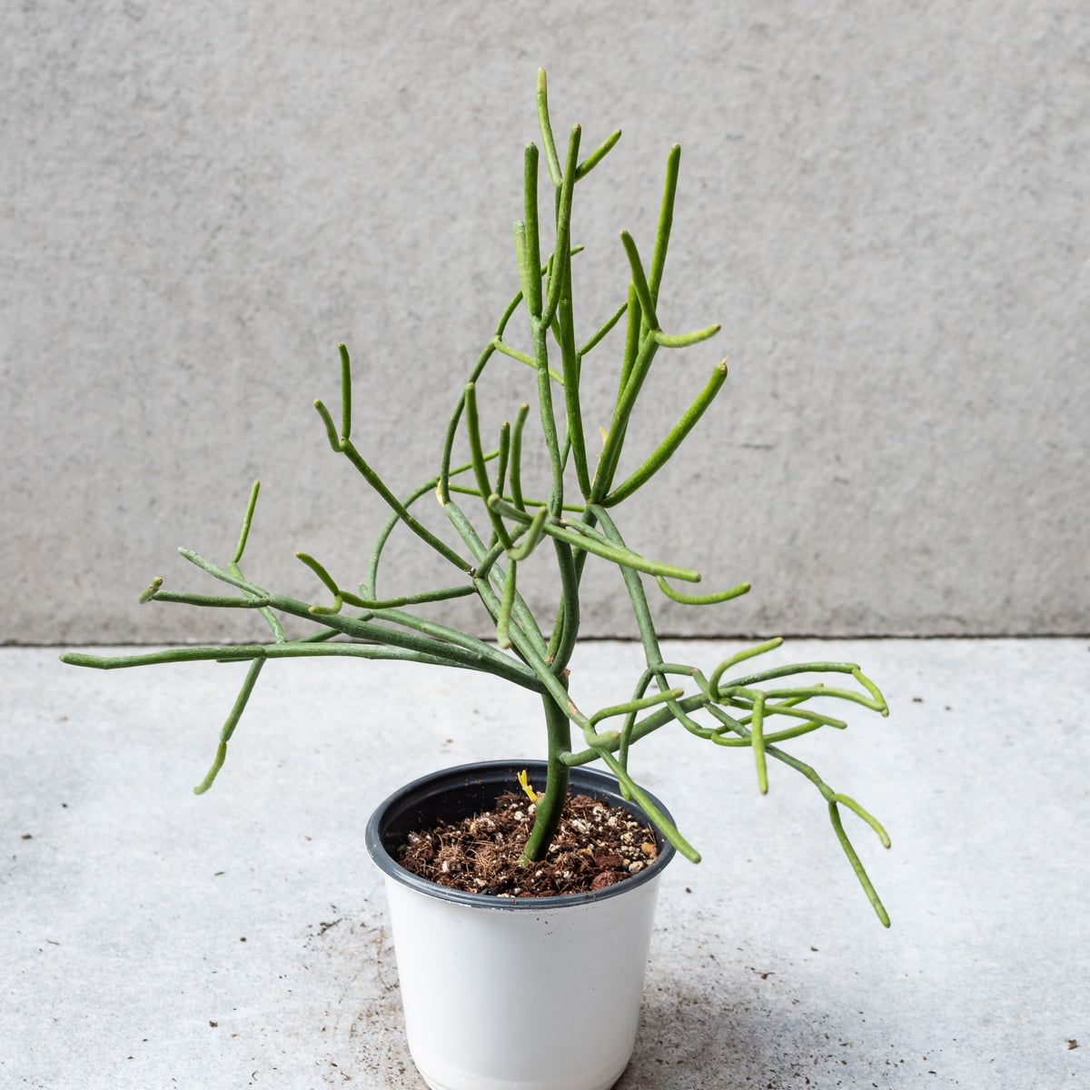 pencil cactus live plant in a 6 inch pot Euphorbia tirucalli "Pencil Cactus" 4" at SPROUT HOME
