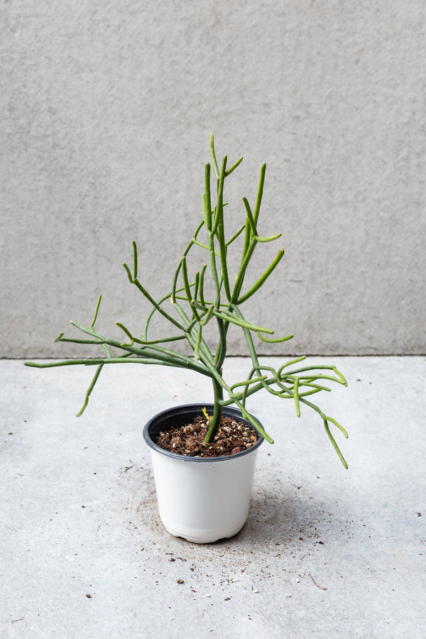 Pencil cactus in a 4" growers pot against a gray wall. 