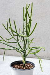 Up close shot of a Euphorbia tirucalli plant. 