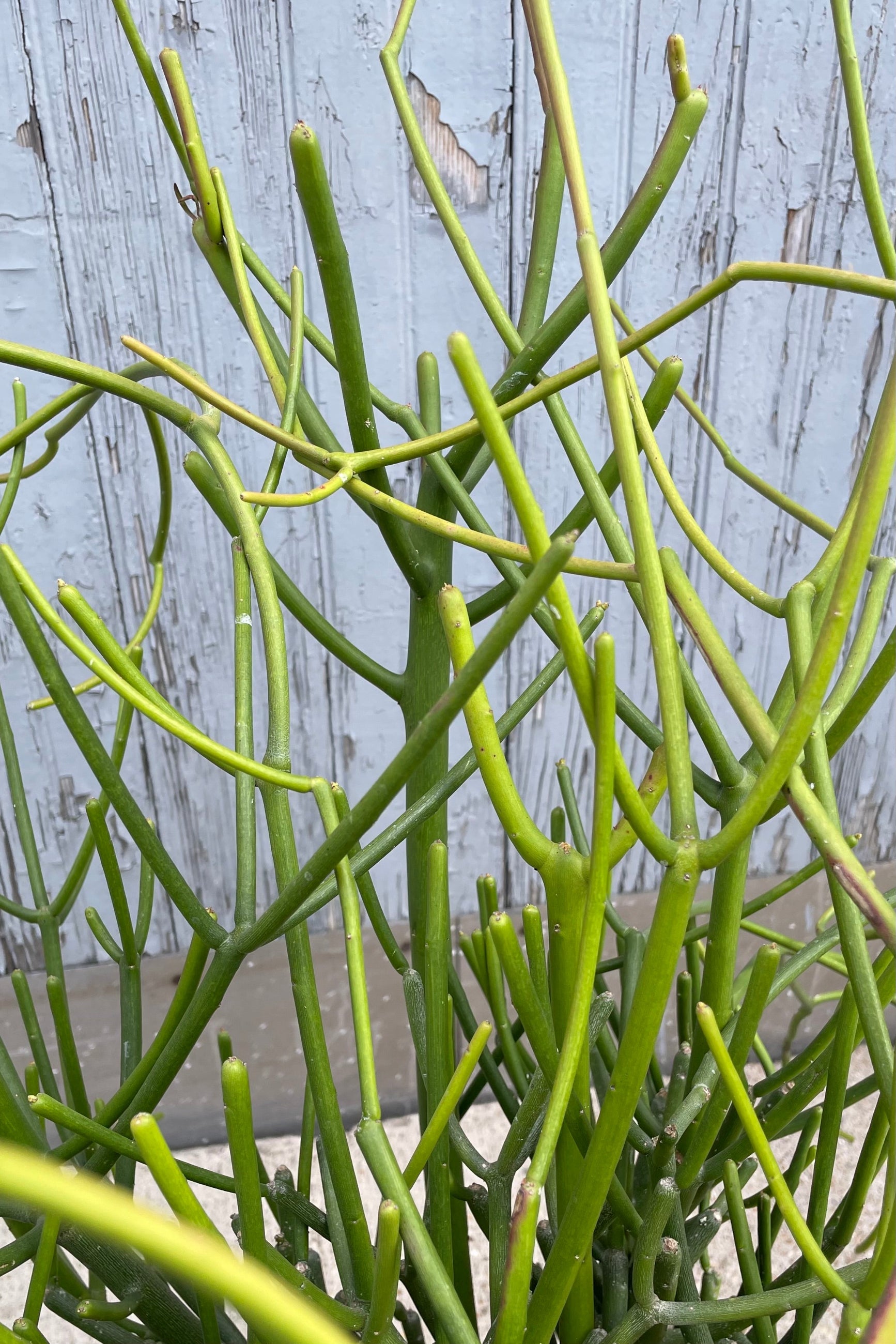 A detailed view of Euphorbia tirucalli "Pencil Cactus" #5 against wooden backdrop ©Sprout Home