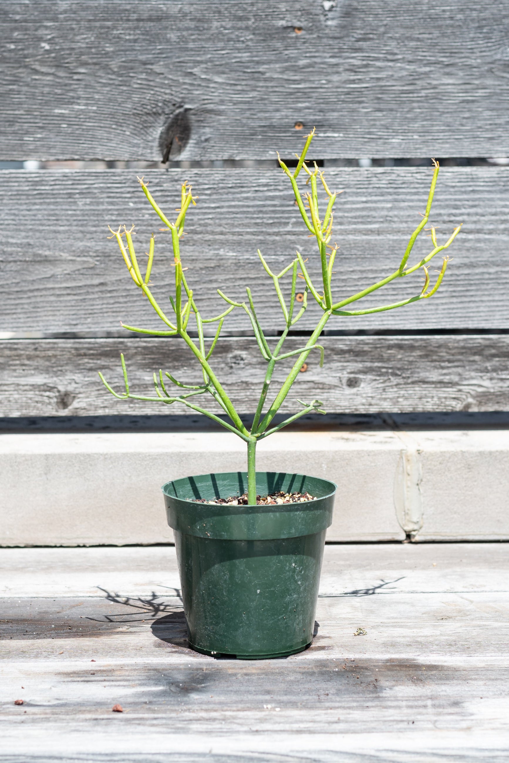 Euphorbia tirucalli "Pencil cactus" in grow pot in front of grey wood background ©Sprout Home 