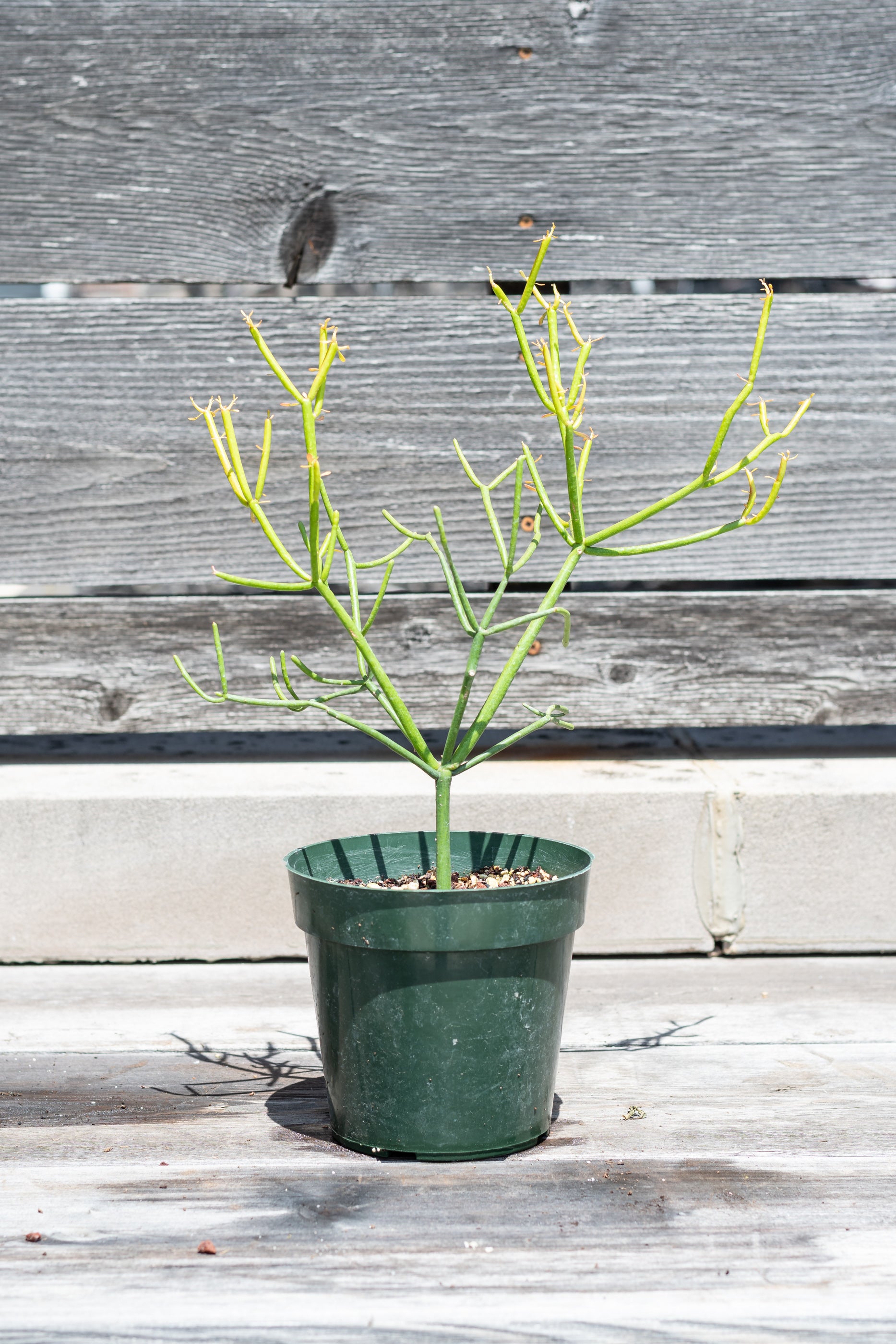 Euphorbia tirucalli "Pencil cactus" in grow pot in front of grey wood background