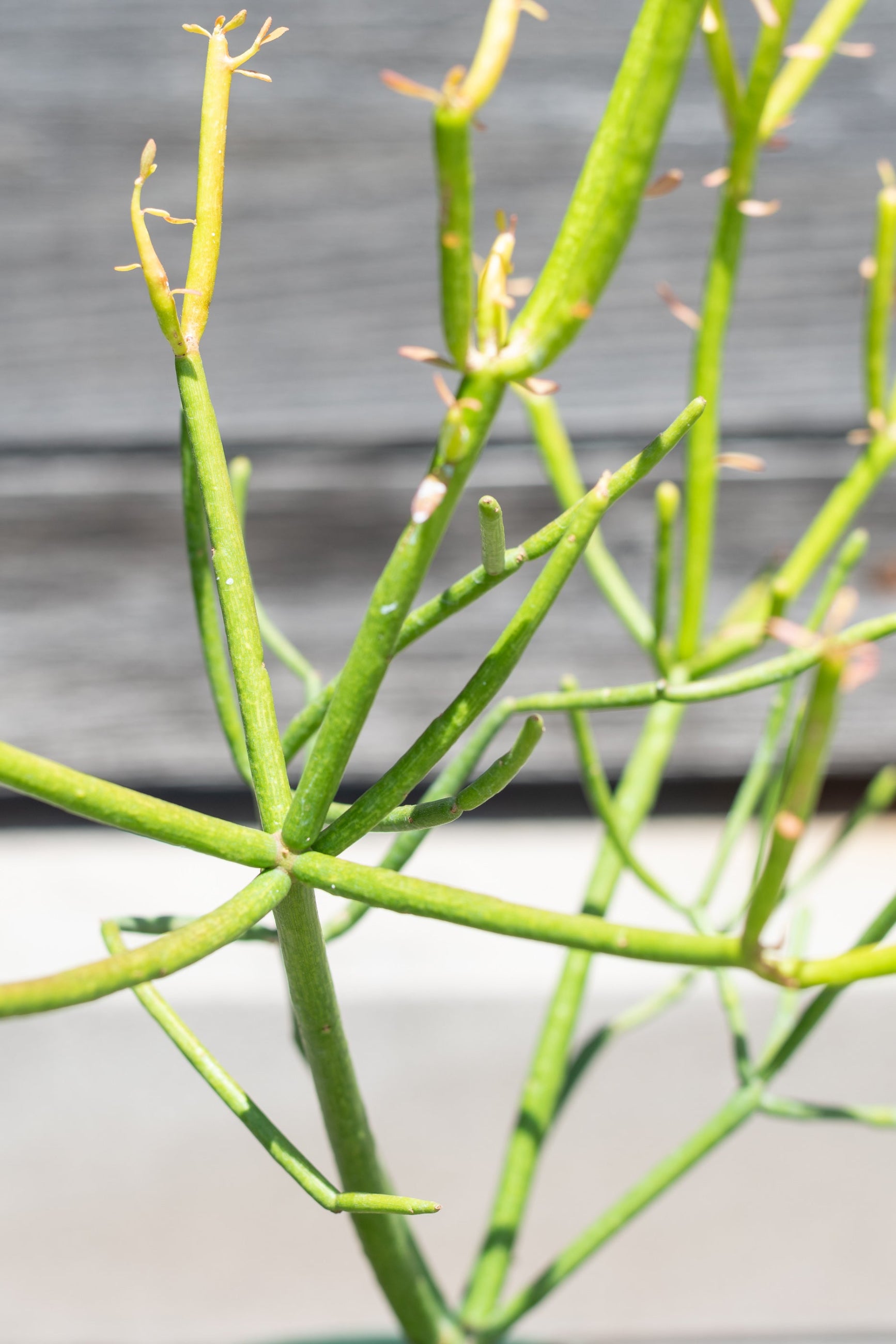 Close up of Euphorbia tirucalli "Pencil cactus" ©Sprout Home 