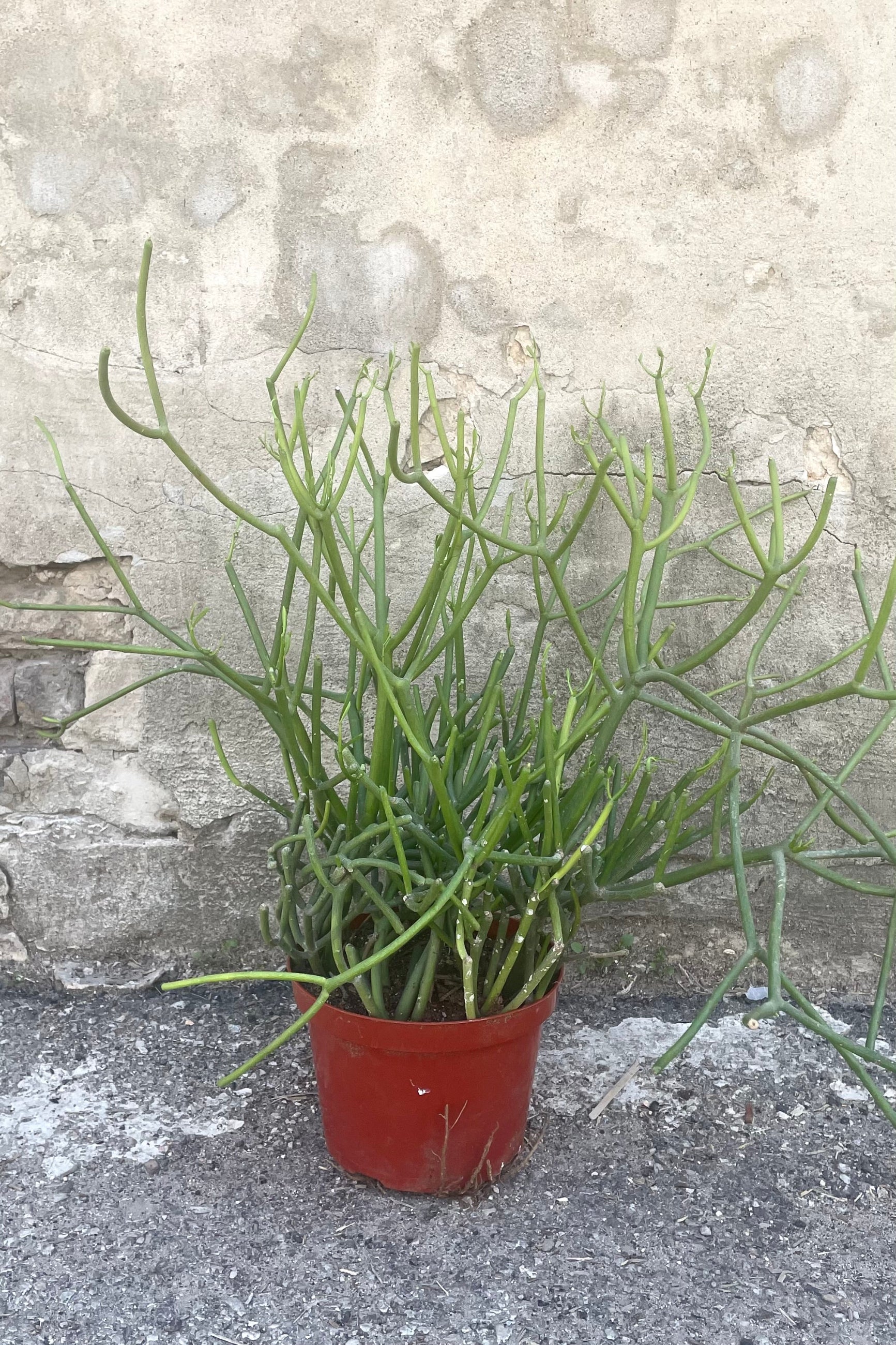 Talee Di Euphorbia Tirucalli - 20 Pezzi, Piante Grasse, Cactus Decorativi, Alto Tasso Di Germinazione - Foto 5