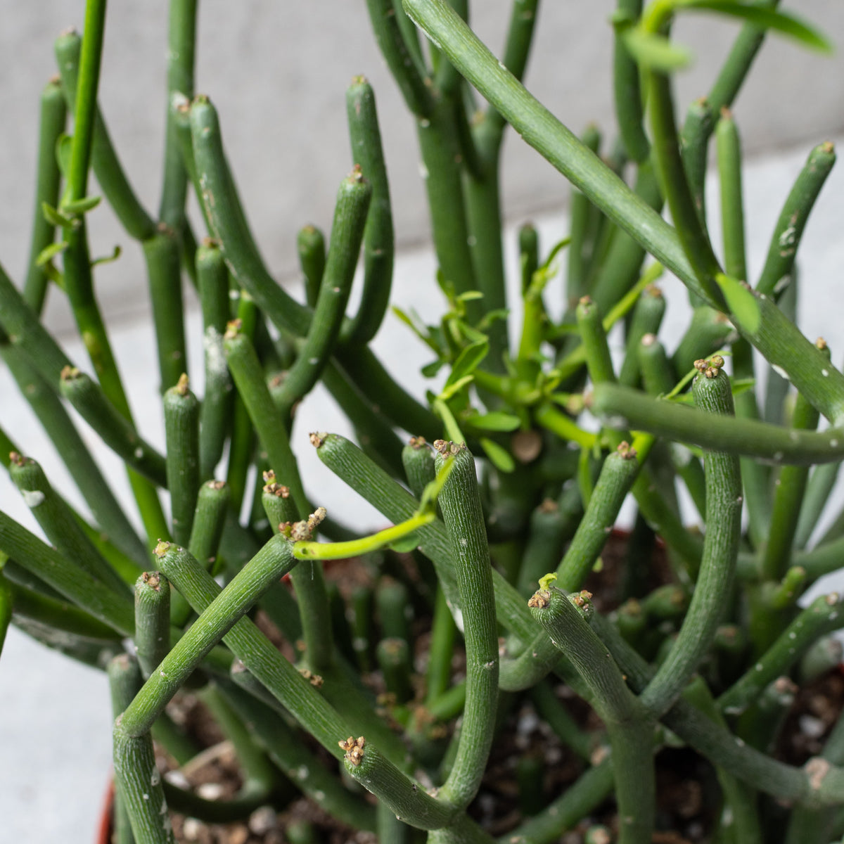 pencil cactus for warts Euphorbia tirucalli 