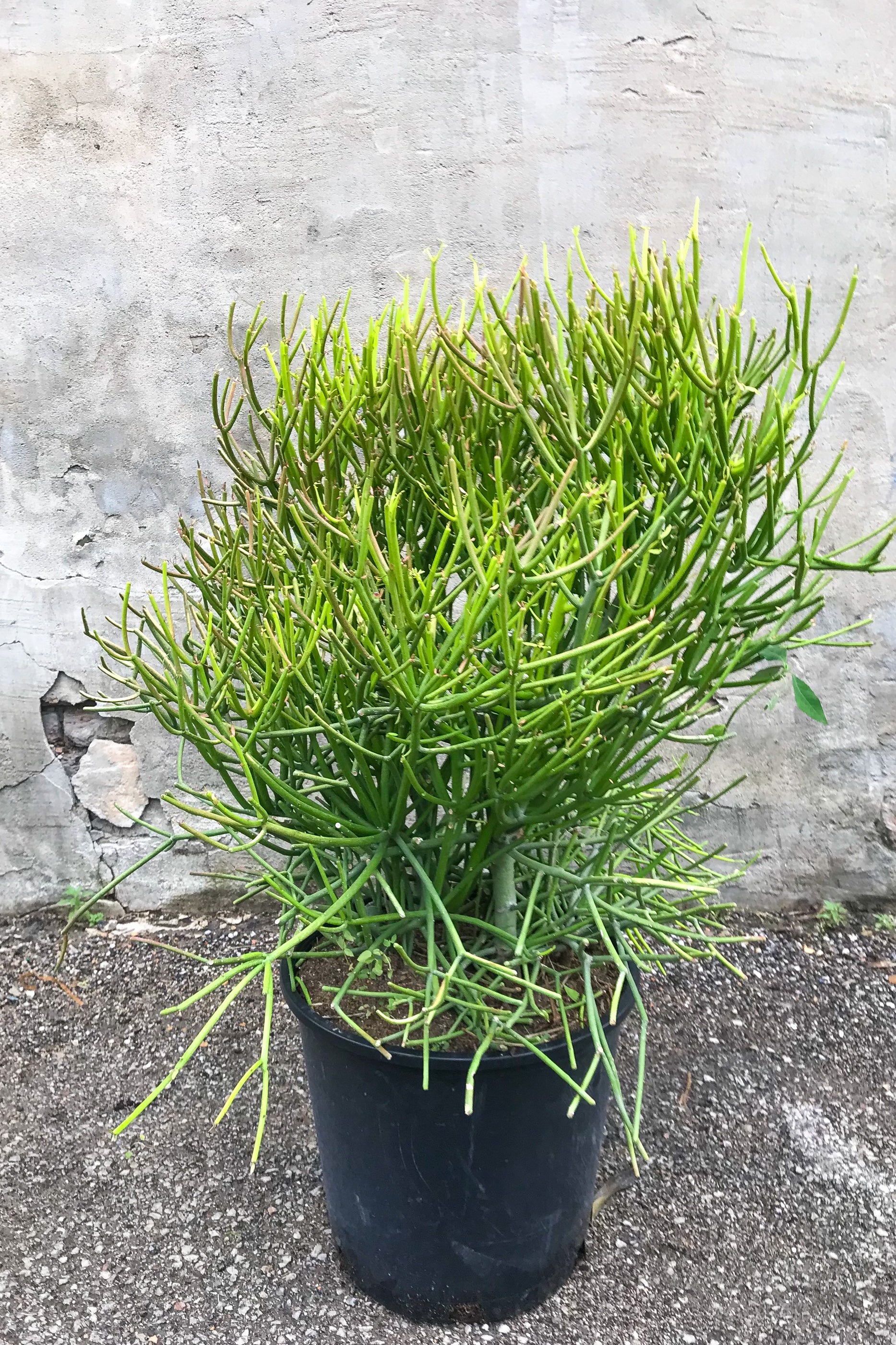 Euphorbia tirucalli rosea "Fire sticks" in grow pot in front of concrete background