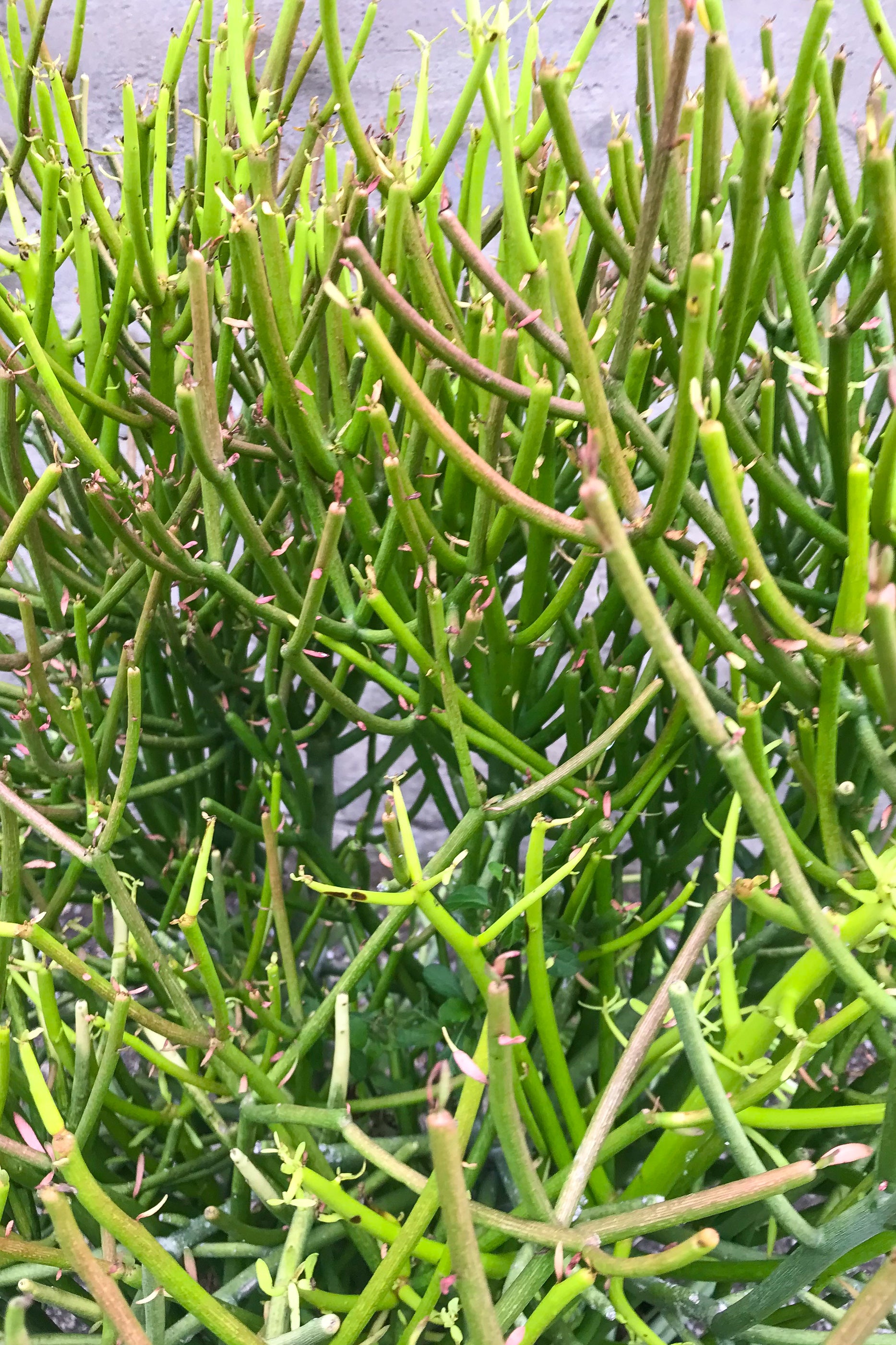 Close up of Euphorbia tirucalli rosea "Fire sticks"