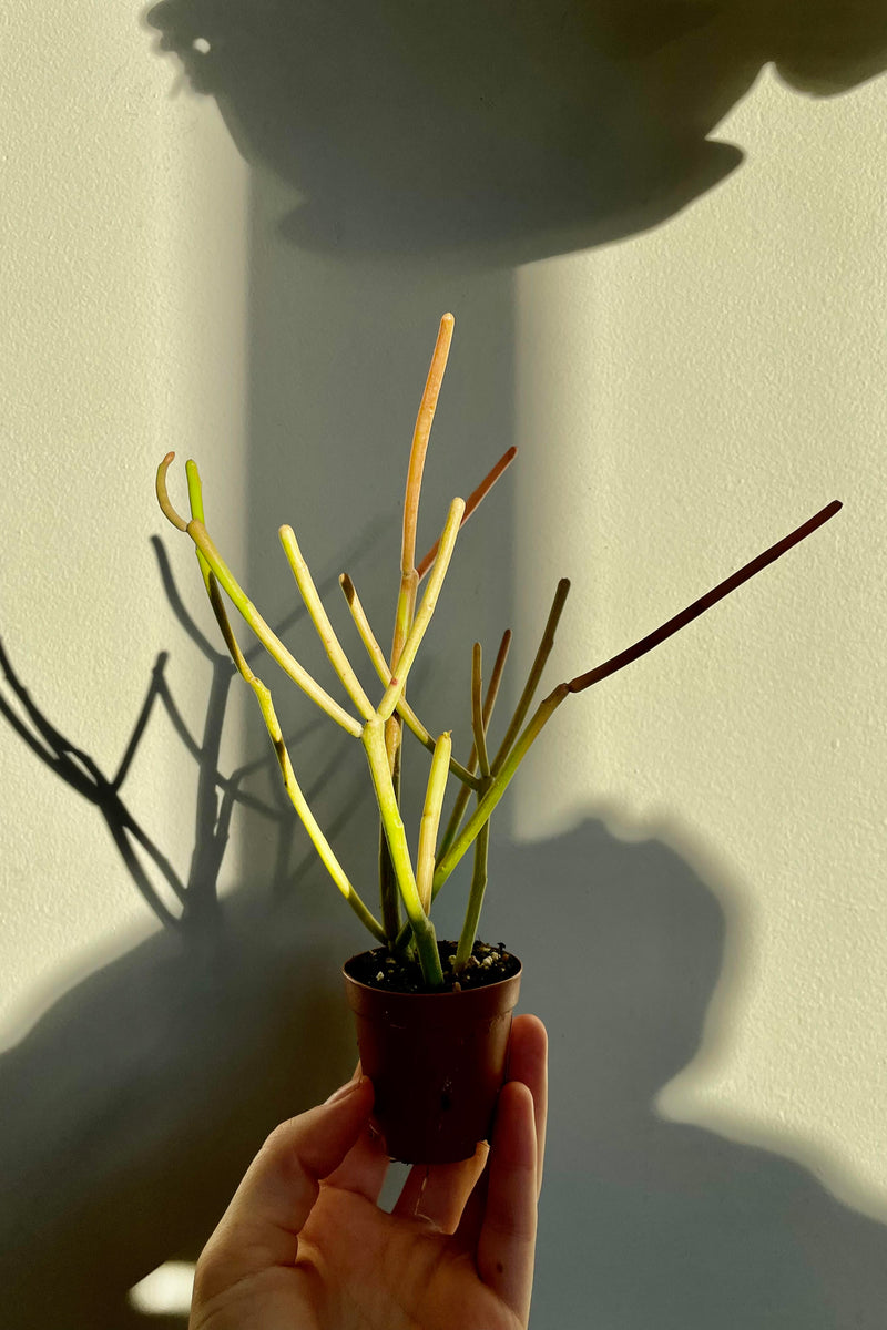 A hand holds the Euphorbia tircucalli 'Rosea' 2"